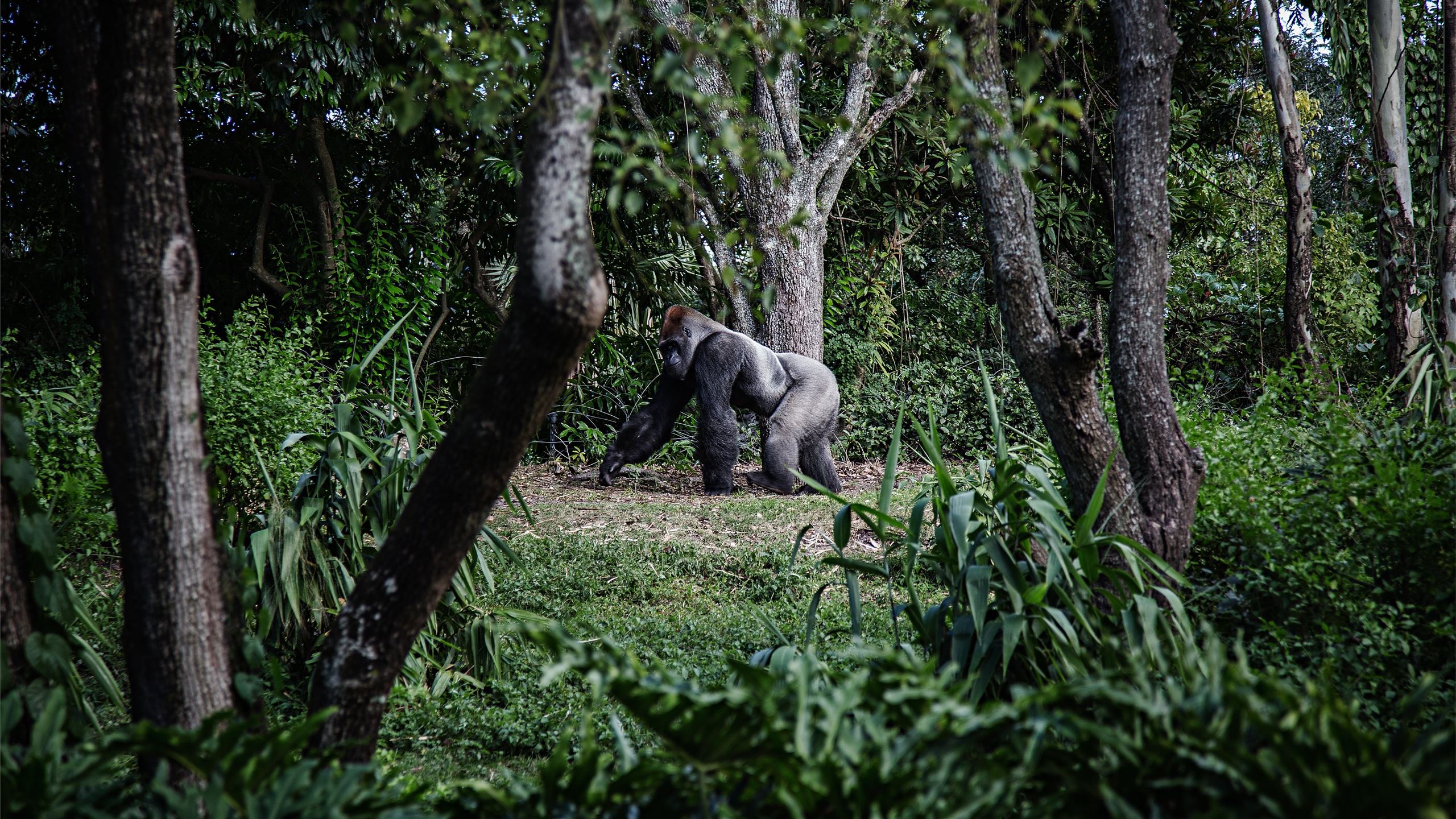 photo of silver back gorilla beside tree MacBook Air Wallpaper Download