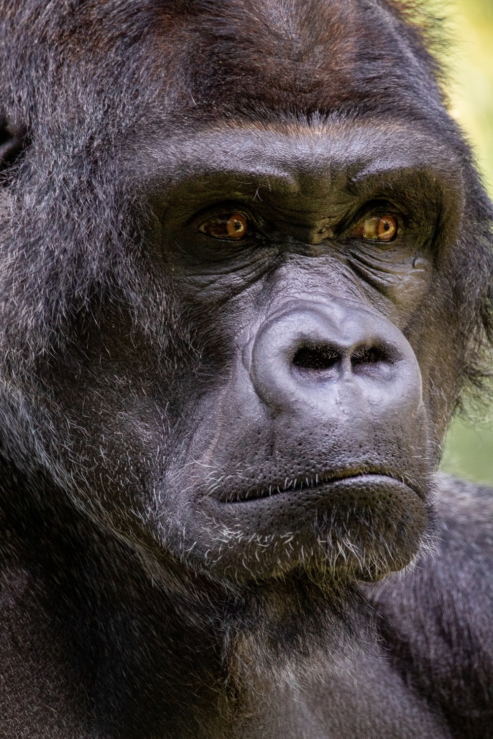 Silverback Wallpapers - Wallpaper Cave