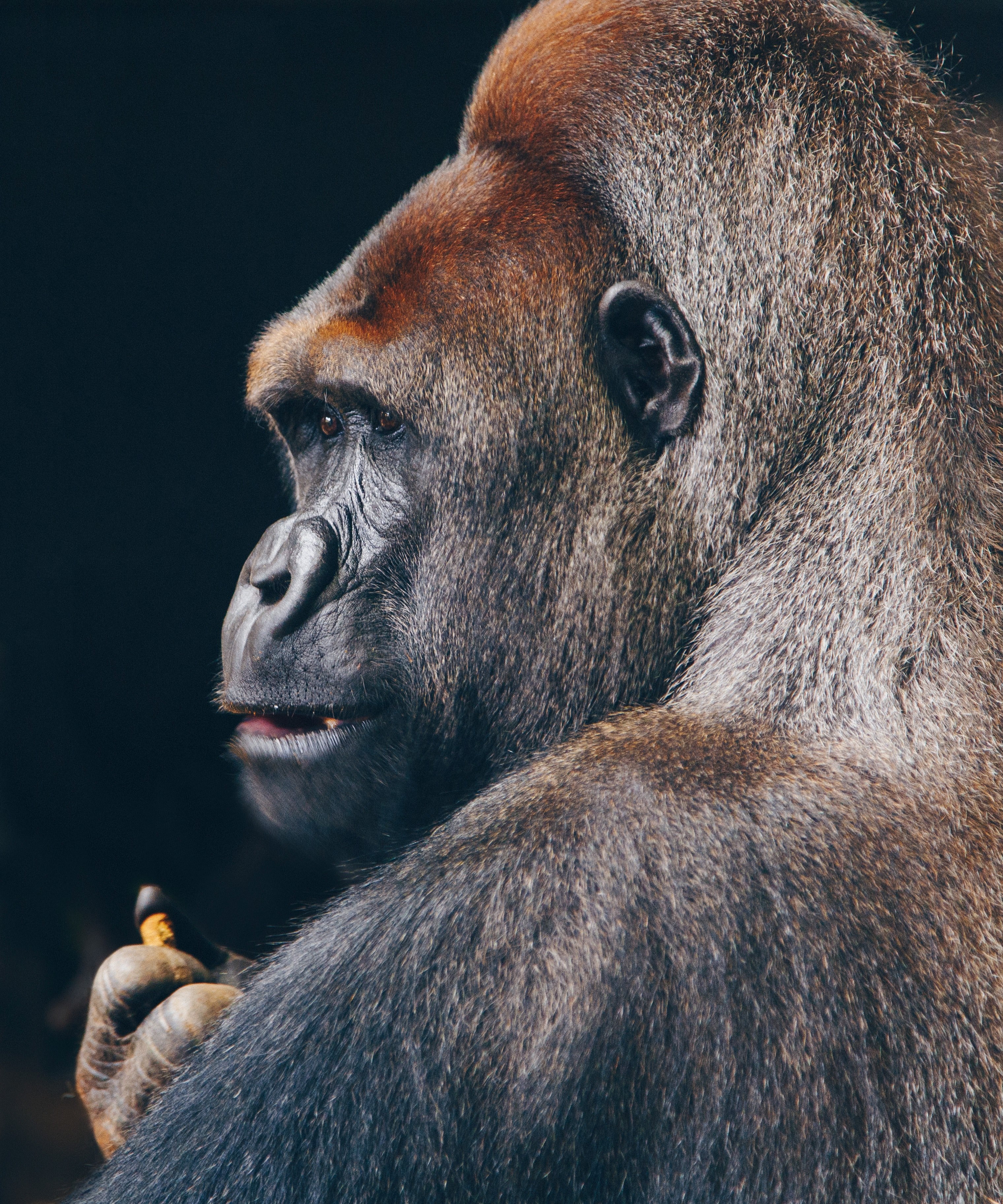 Wallpaper / silverback gorilla 4k wallpaper
