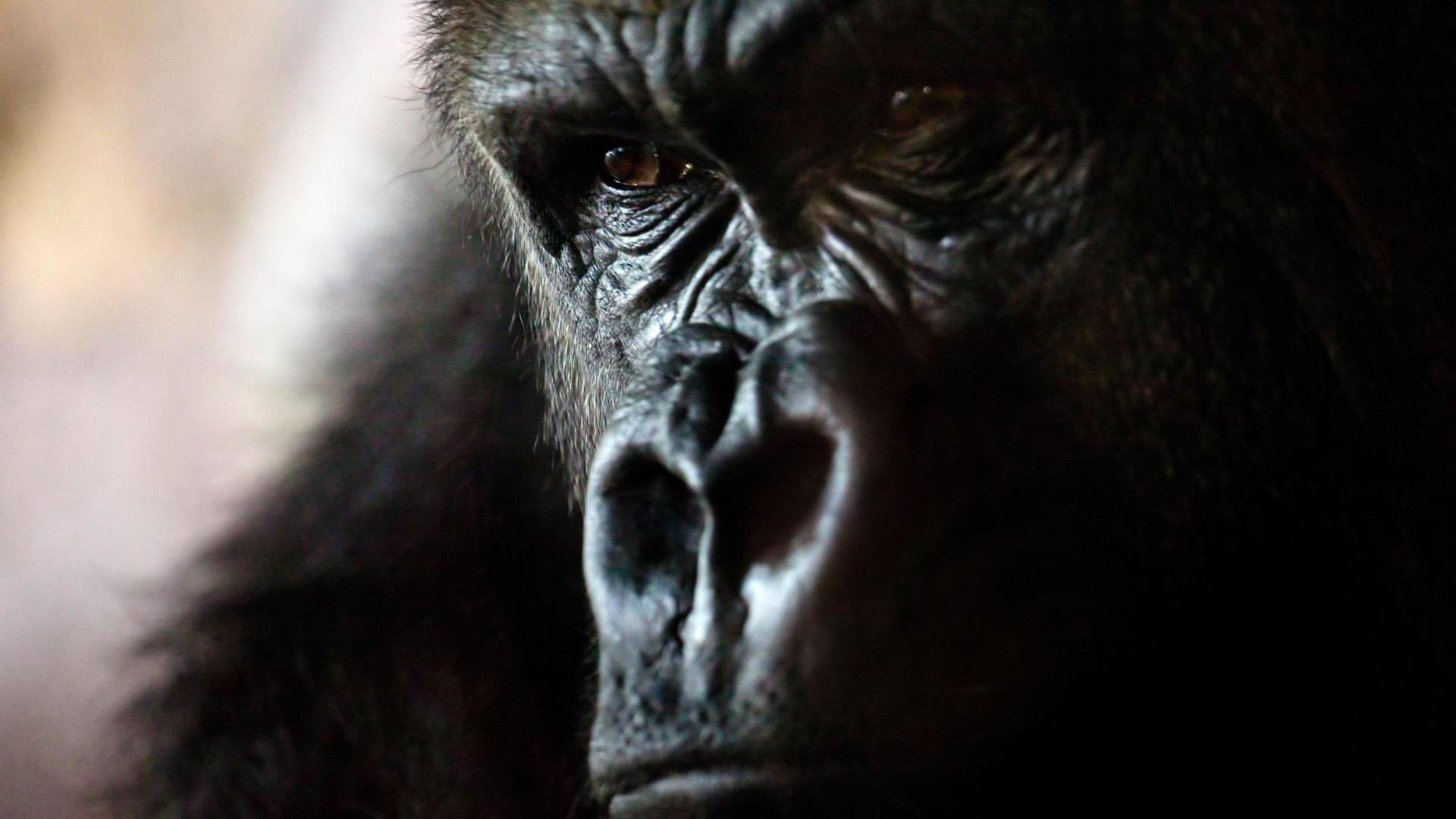 Silver back gorilla. Wallpaper for Android