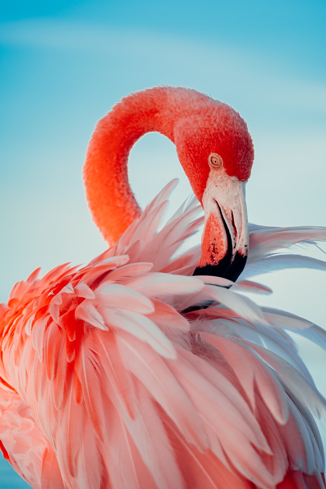 pink flamingo in close up photography photo