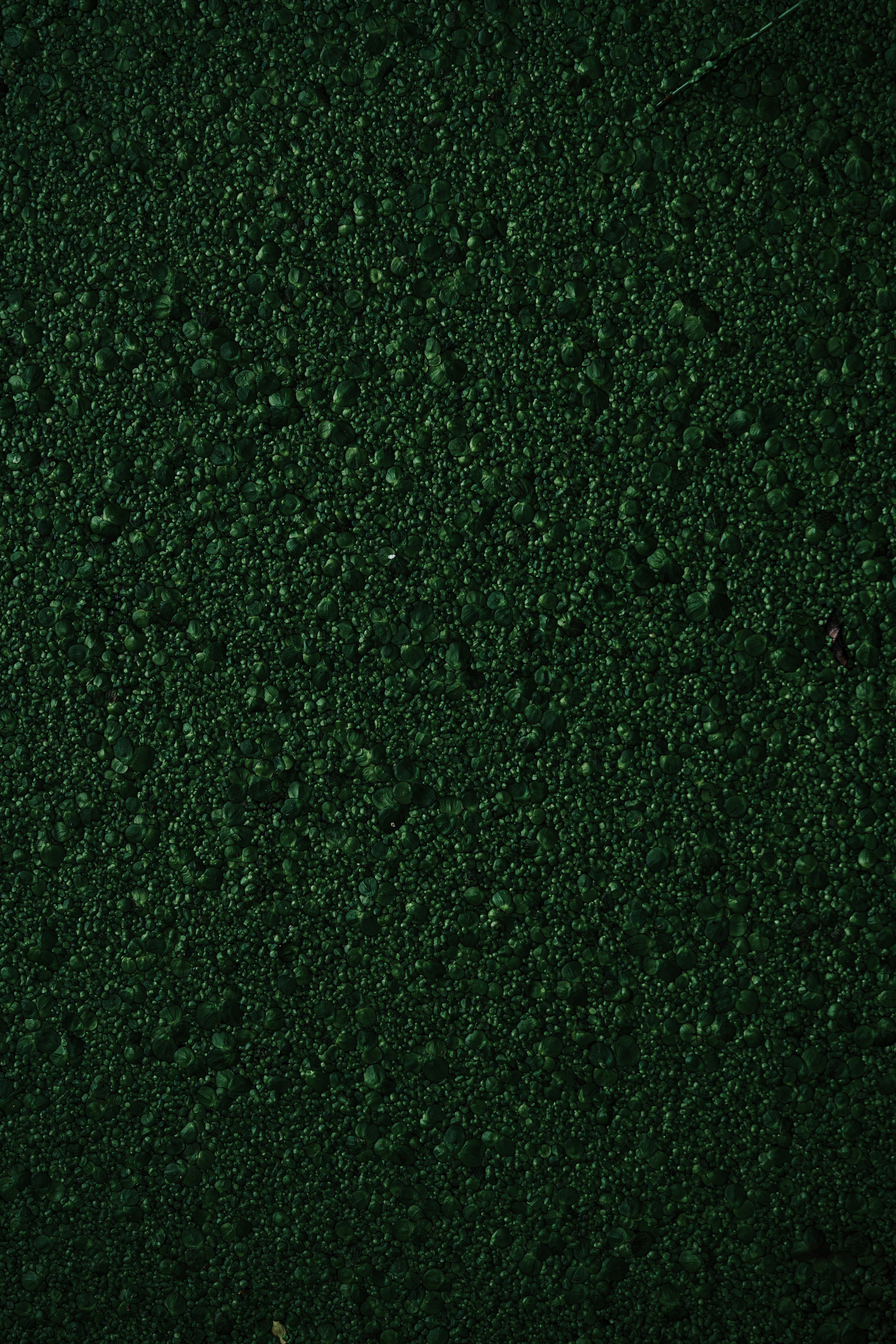 Dark Green Background Photo, Download The BEST Free Dark Green Background & HD Image