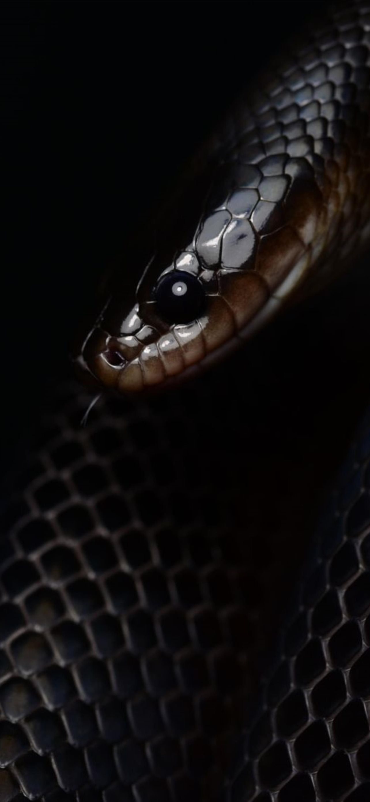Best Snake iPhone HD Wallpaper