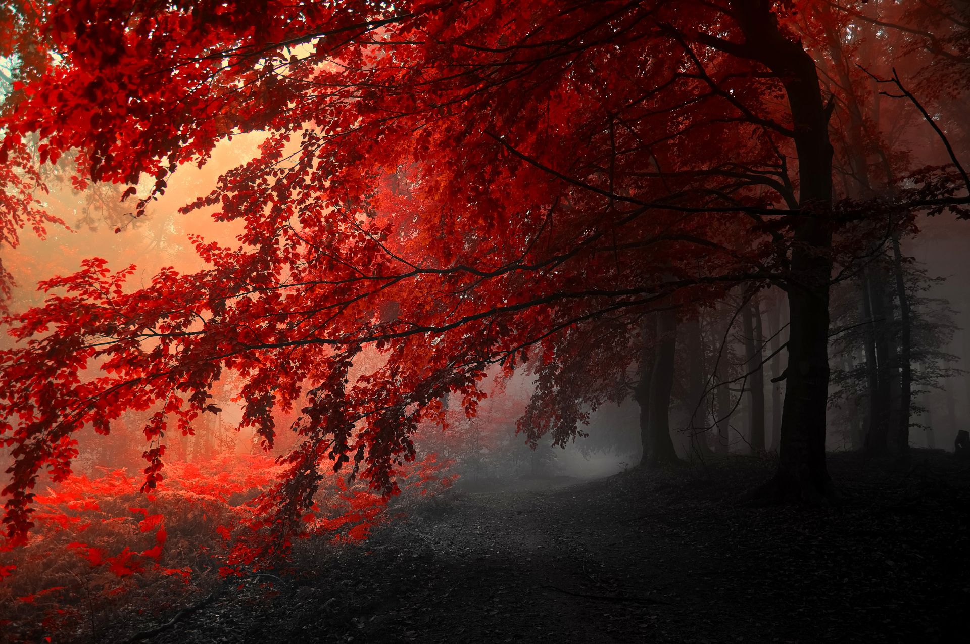 Earth Tree Grey Red Fall Forest Wallpaper. Red forest, Tree HD wallpaper, Forest trees