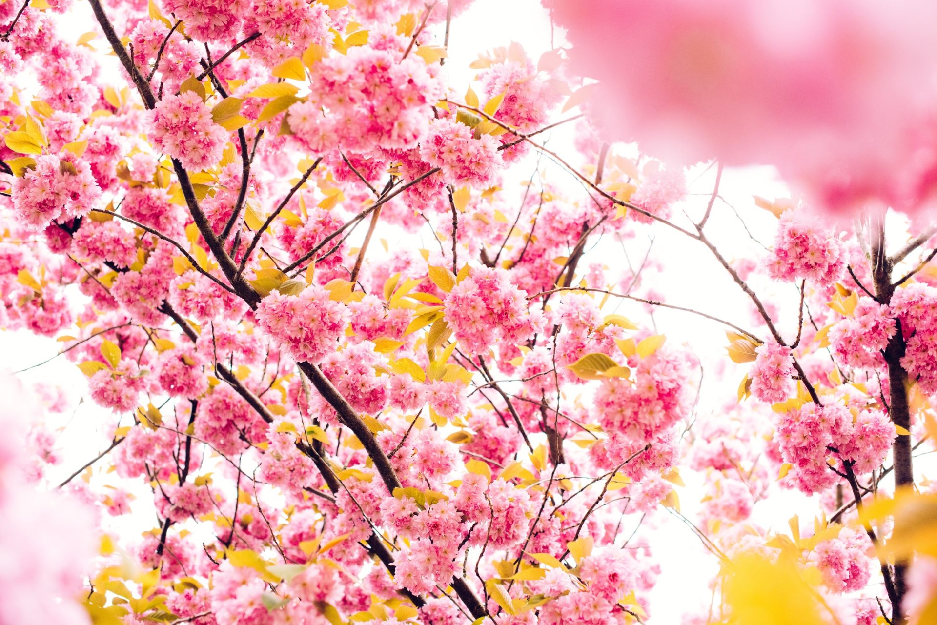 Beautiful Pink Tree With Flower Wallpaper For Desktop Cherry Blossom Tree HD