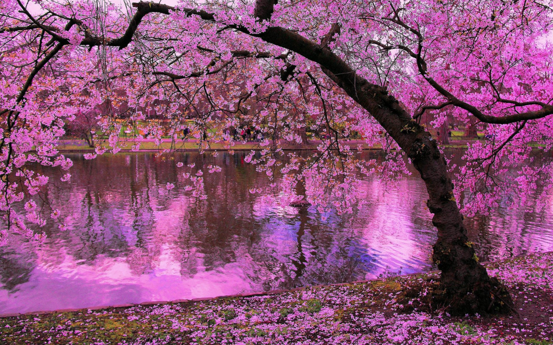 Spring Blooming Trees, Pink Blossoms Of Cherry River Reflection In Water Japan Wallpaper HD, Wallpaper13.com