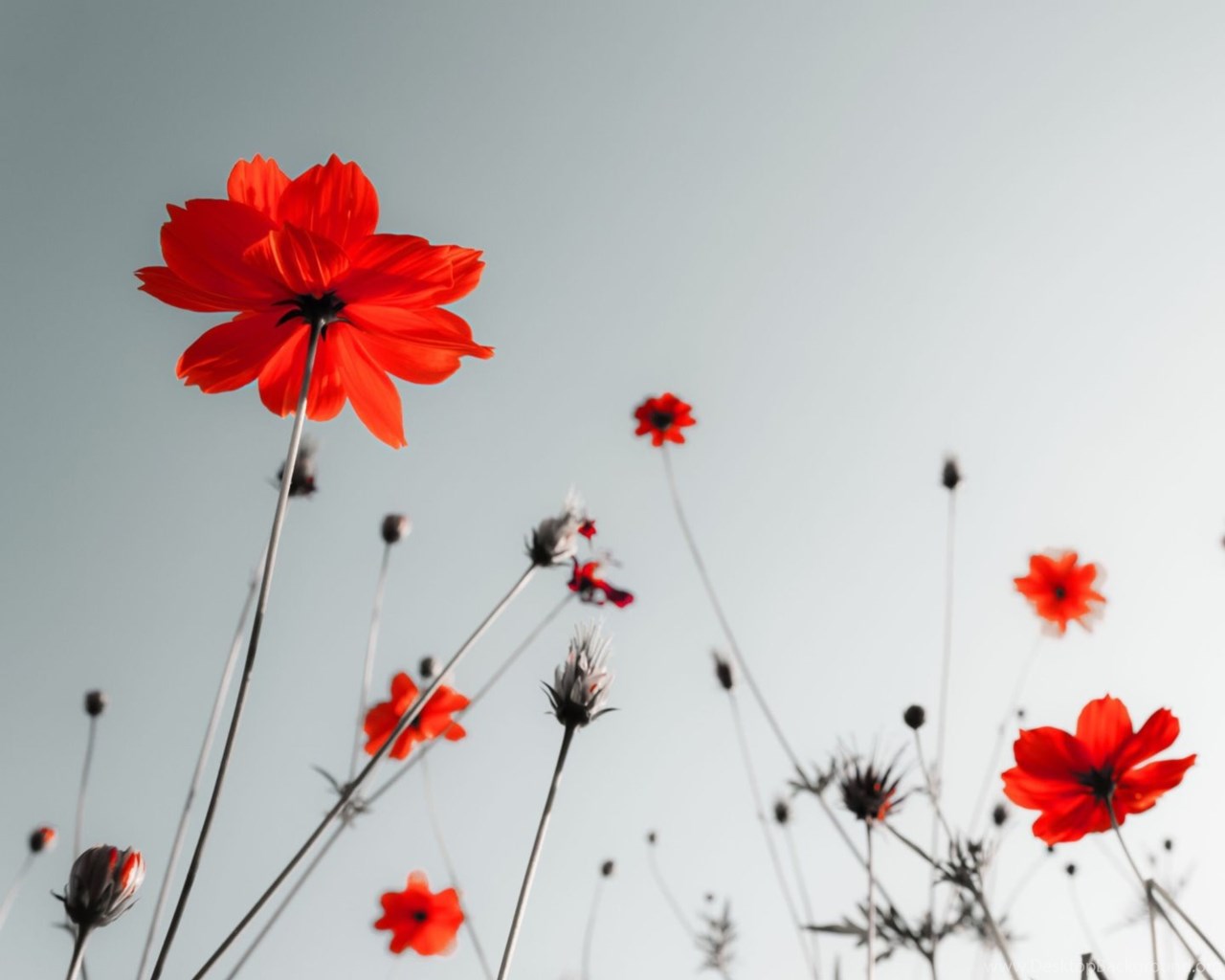 Red Flowers Under Grey Sky Wallpaper For Lenovo S820 Desktop Background