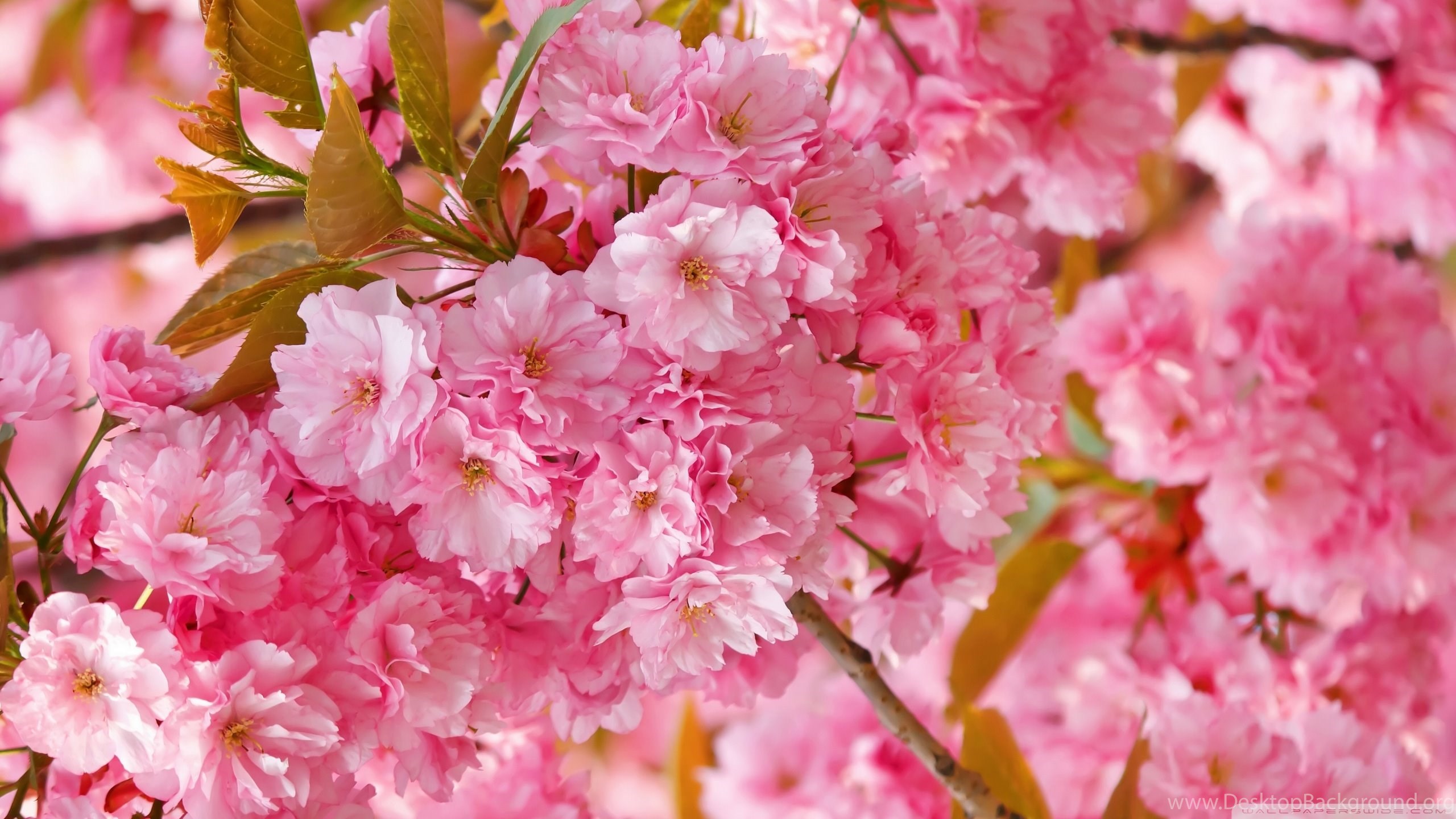 Beautiful Pink Japanese Sakura Tree HD Desktop Wallpaper. Desktop Background