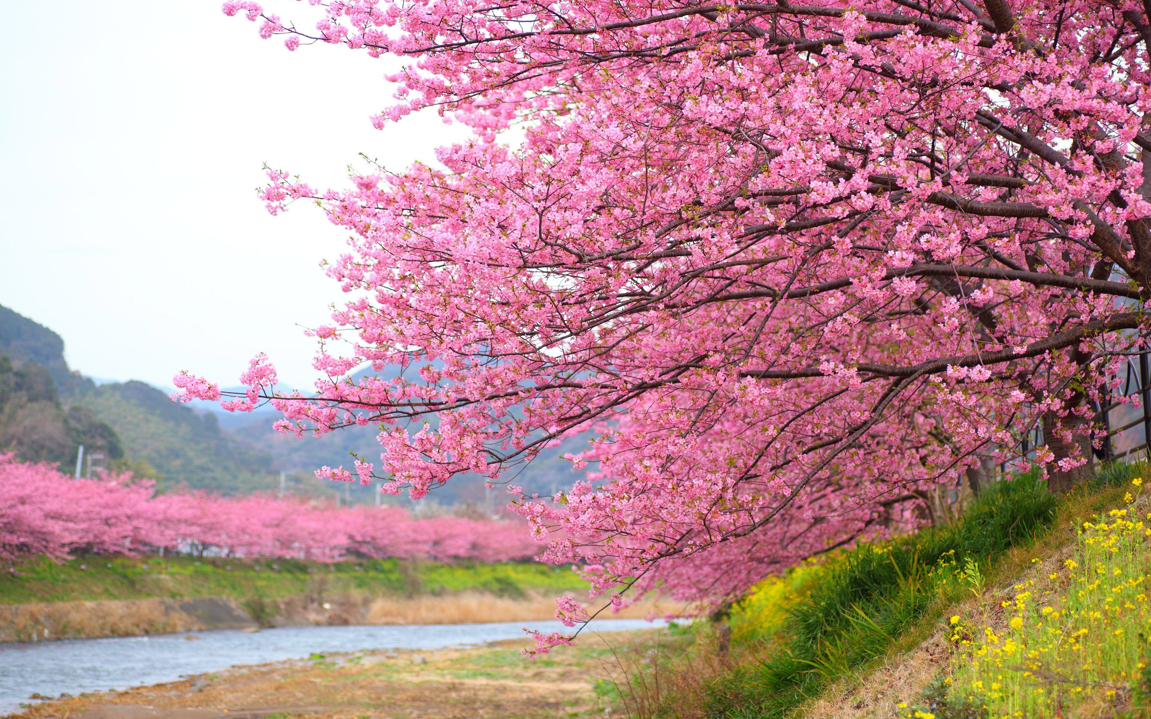 Pink Flowers Blooming Cherry Tree In Kawazu Japan Wallpapers Hd For Desktop 3840x2400 : Wallpapers13