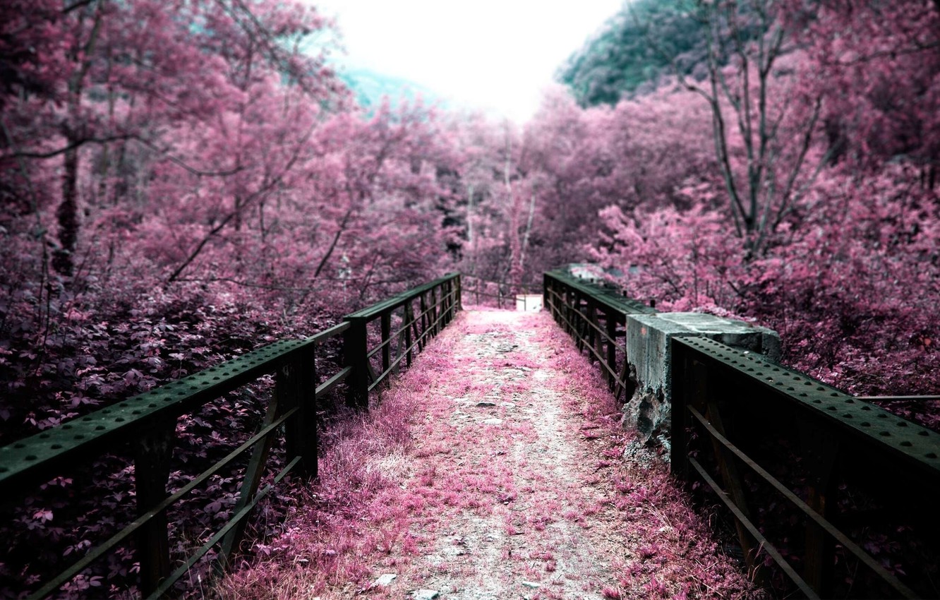 Wallpaper trees, bridge, nature, pink, color, Japan image for desktop, section природа