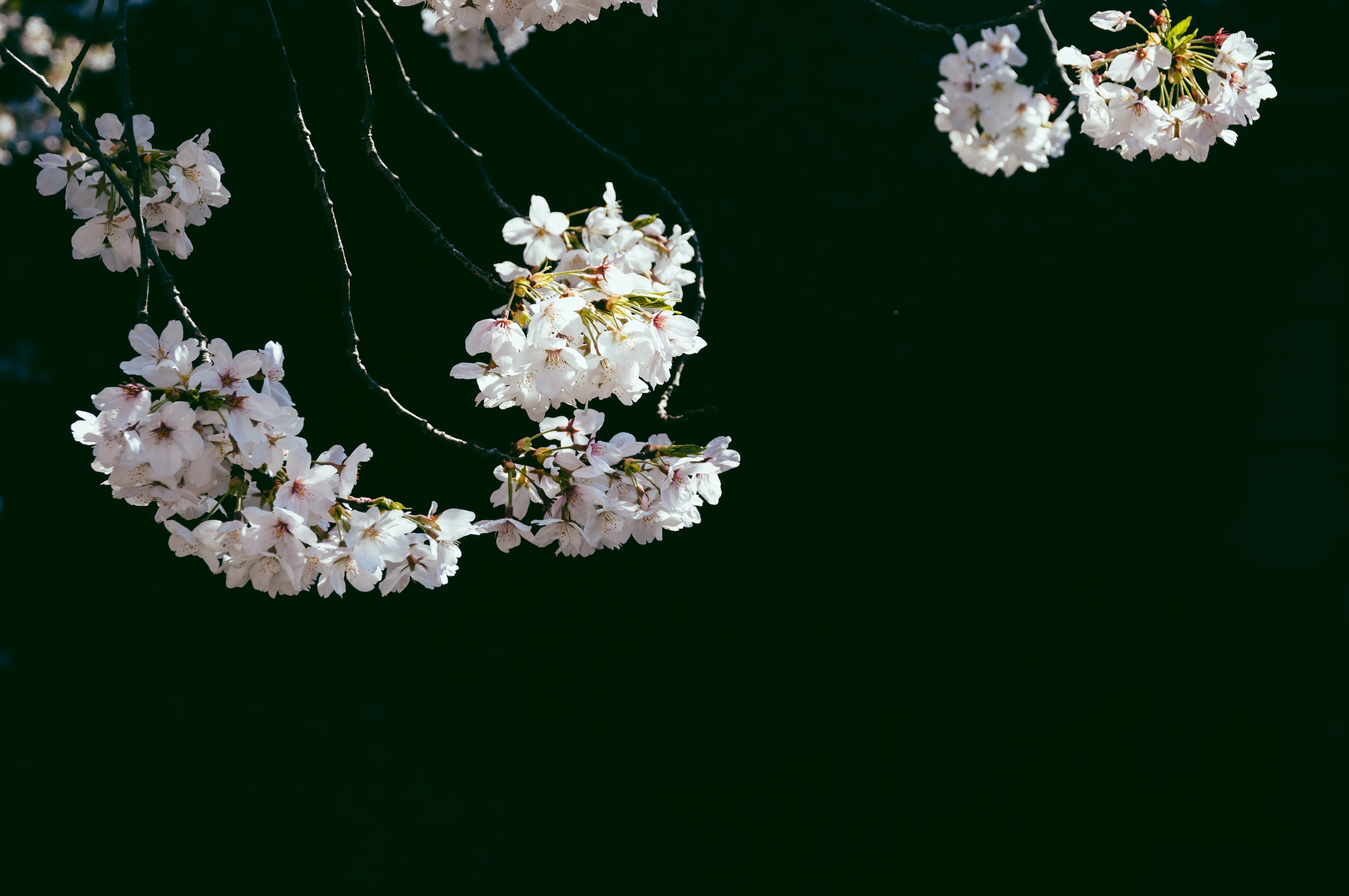 4085x2713 Free picture, wallpaper, minimal, pink, tree, japan, blossom, branch, black background, black, outdoors, nature, zen, relax, cherryblossom, sakura, calm, white, pink flower, flower