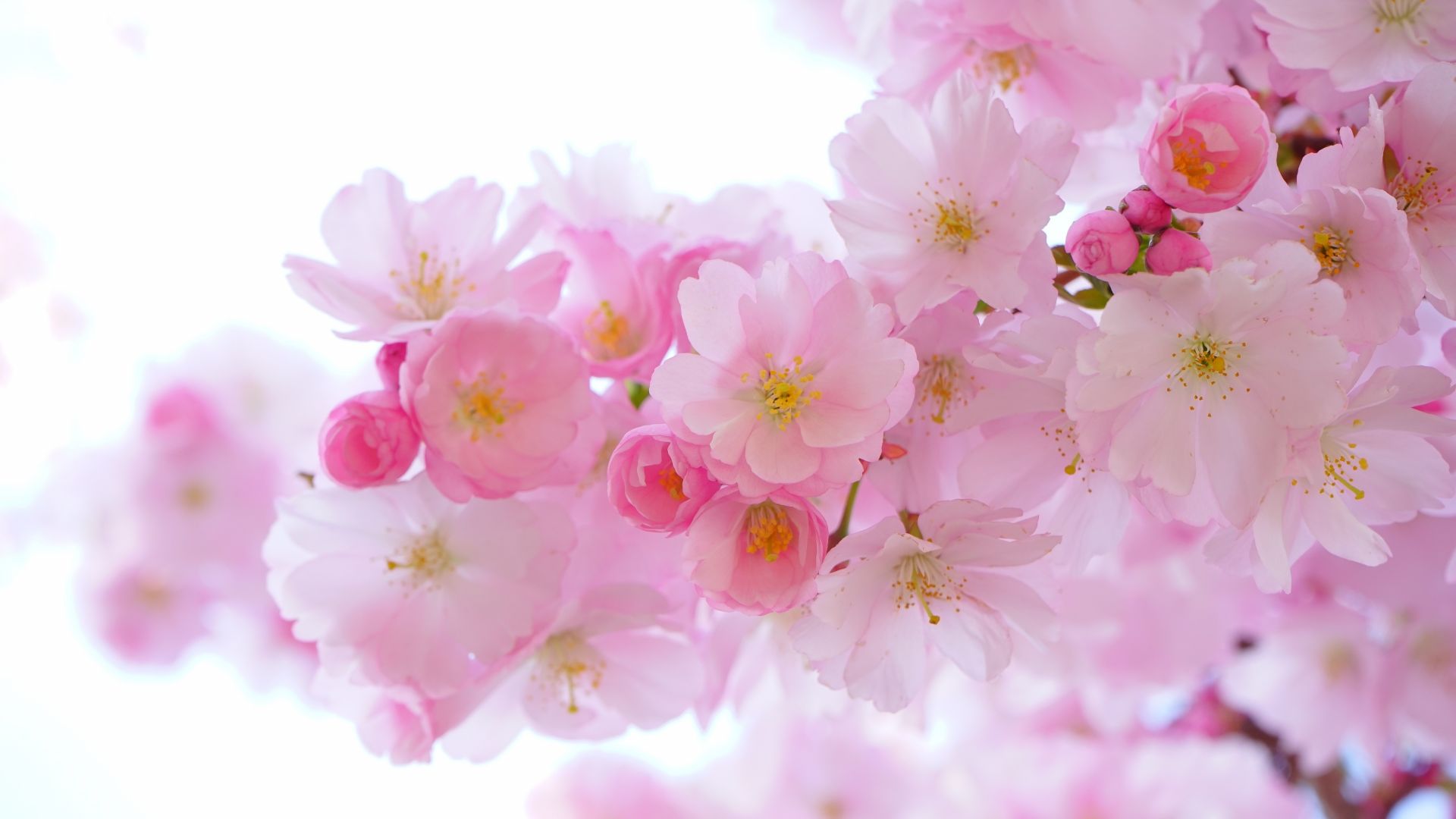 Desktop wallpaper japanese, cherry trees, blossom, flowers, nature, HD image, picture, background, 67f031