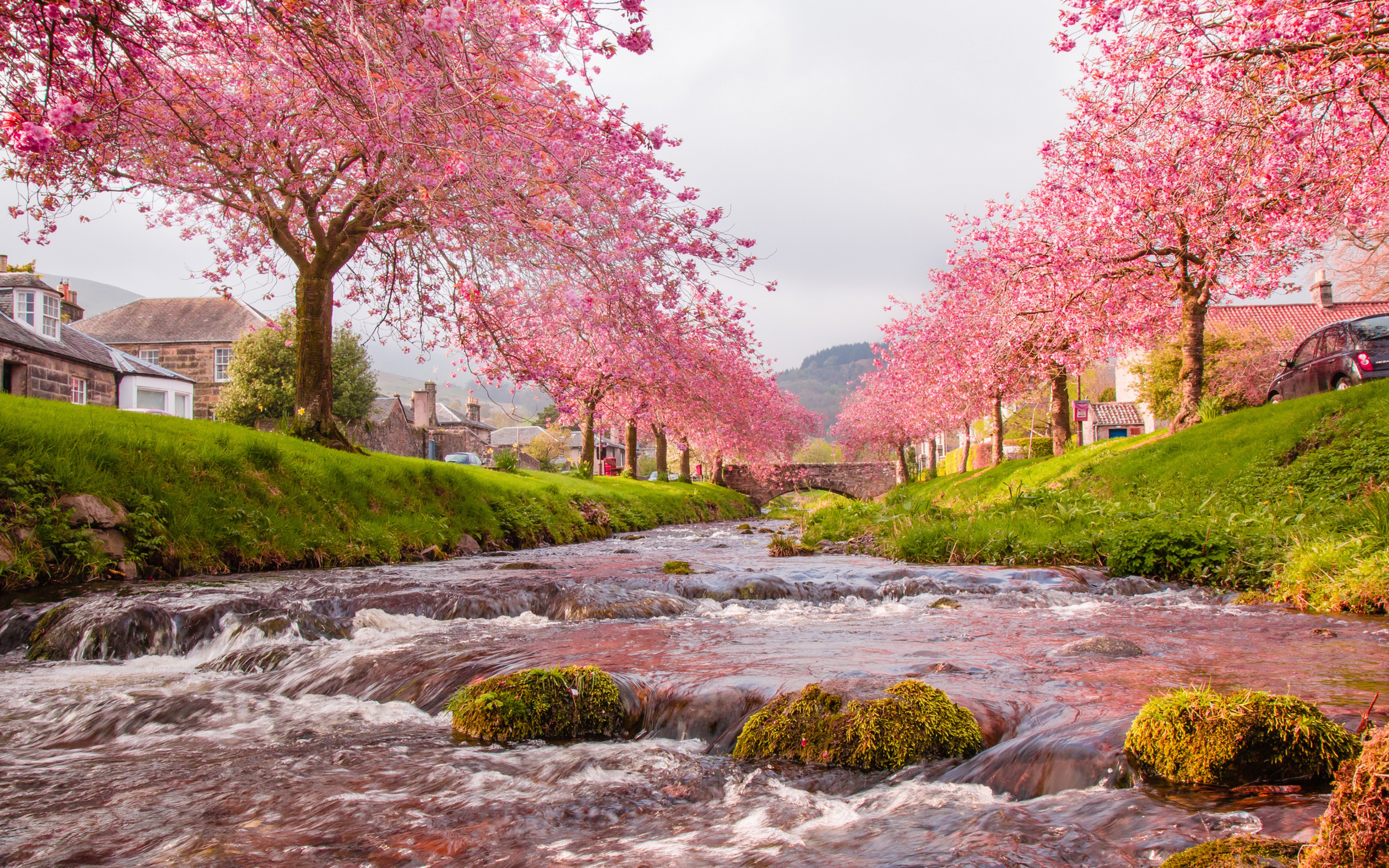 Iphone Sakura trees flowering, japanese pink tree aesthetic HD phone  wallpaper | Pxfuel