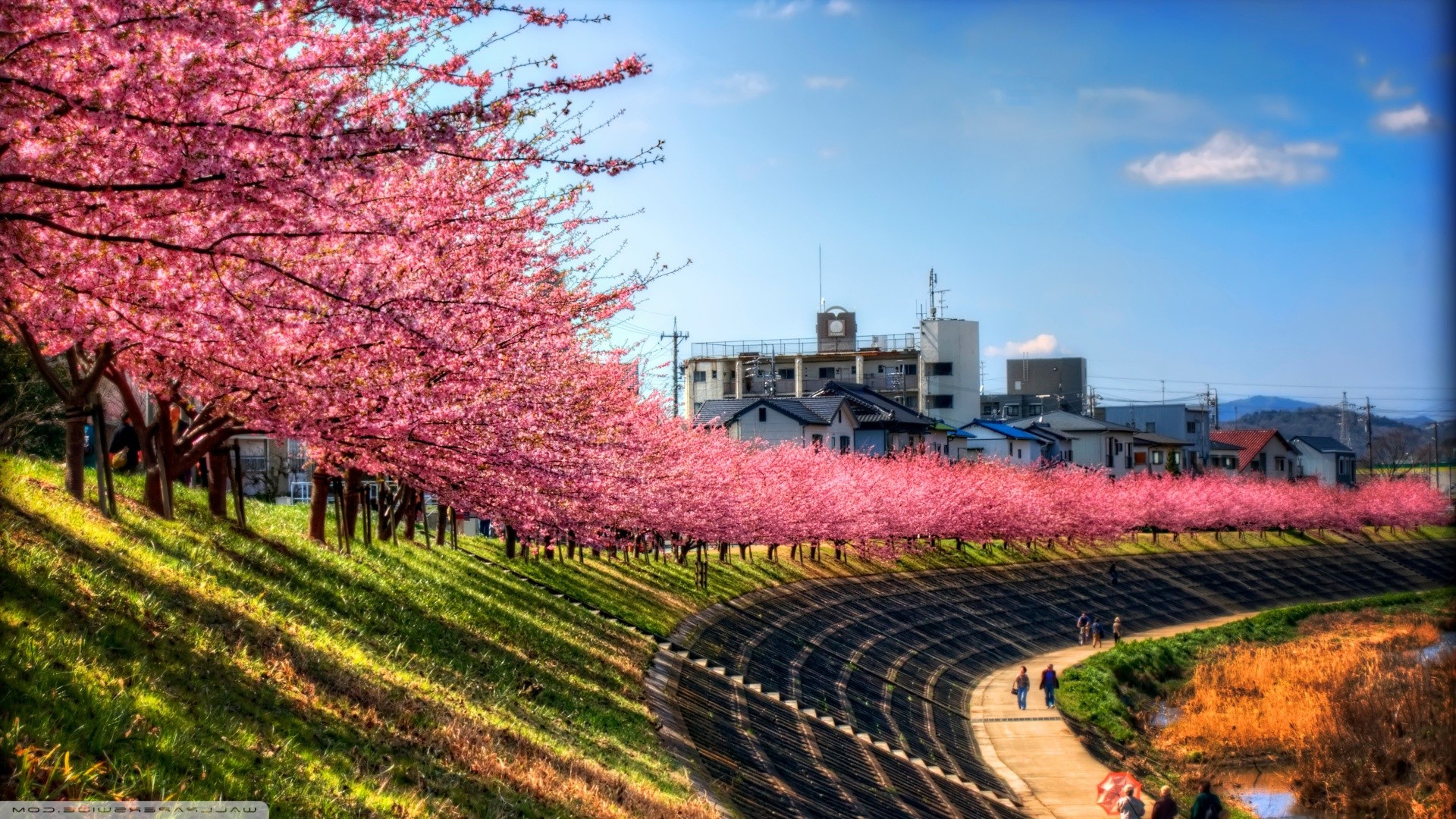 sky, Landscape, Trees, Pink, Path, Cherry Blossom, Japan Wallpaper HD / Desktop and Mobile Background