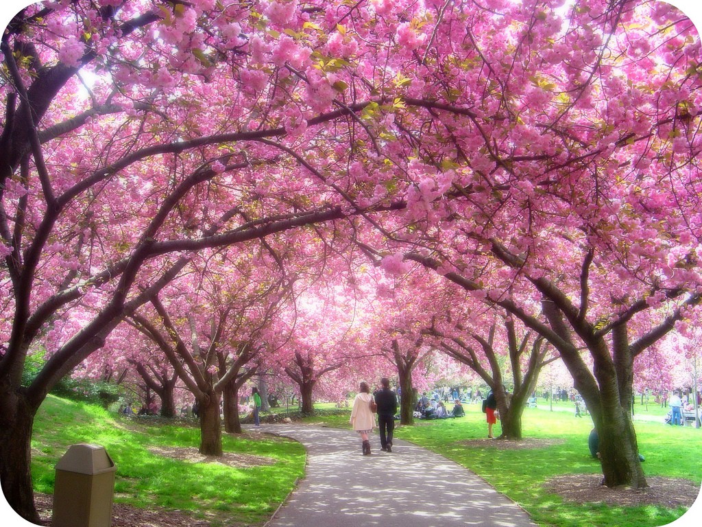 Oysip Cherry Blossom Tree Garden HD Wallpaper