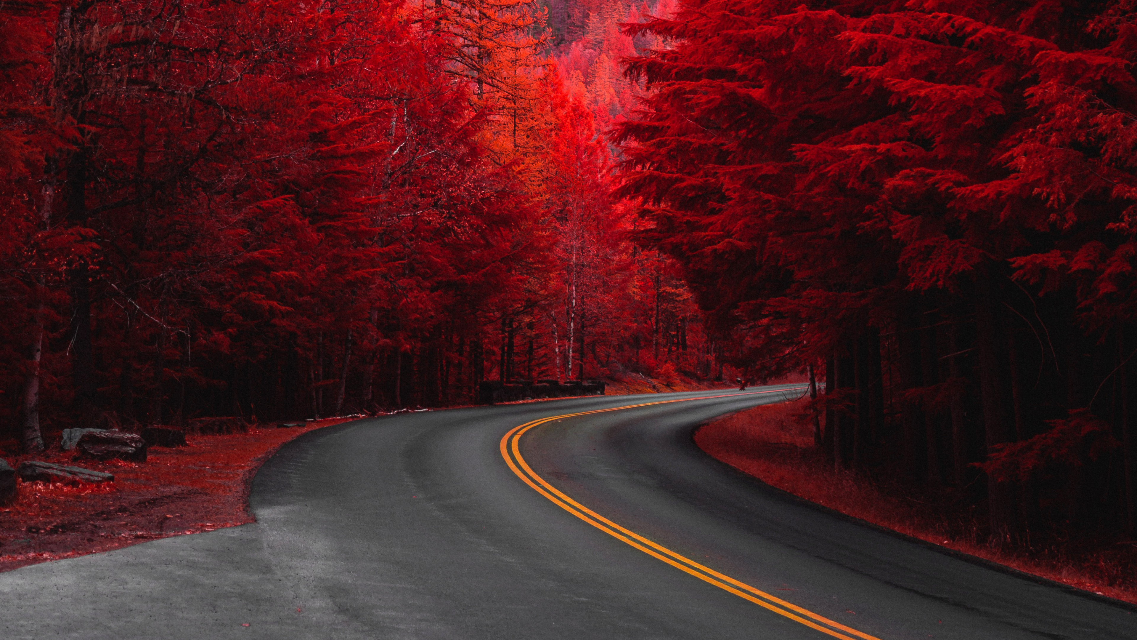 Download 3840x2160 wallpaper road through pine trees, red, 4k, uhd 16:9, widescreen, 3840x2160 HD image, background, 23925