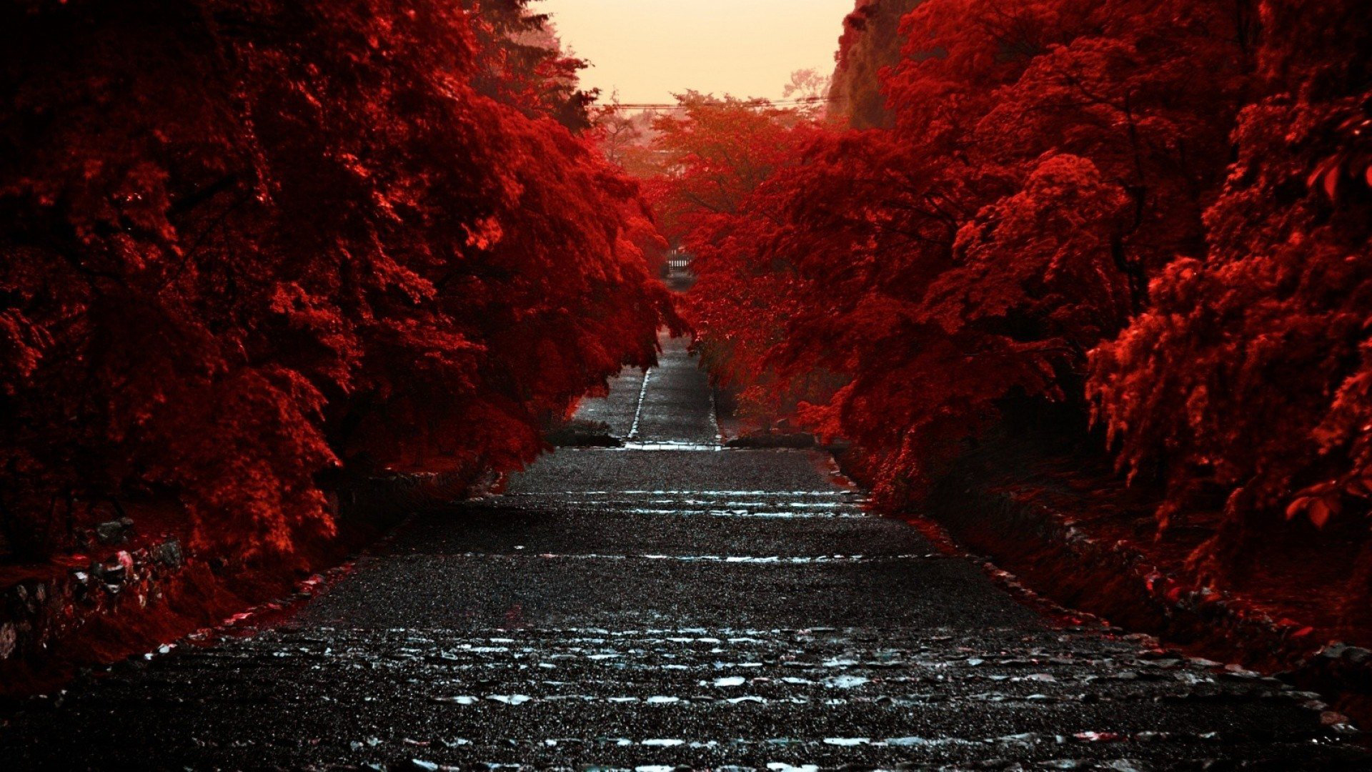 Road Between Red Autumn Trees HD Dark Aesthetic Wallpaper