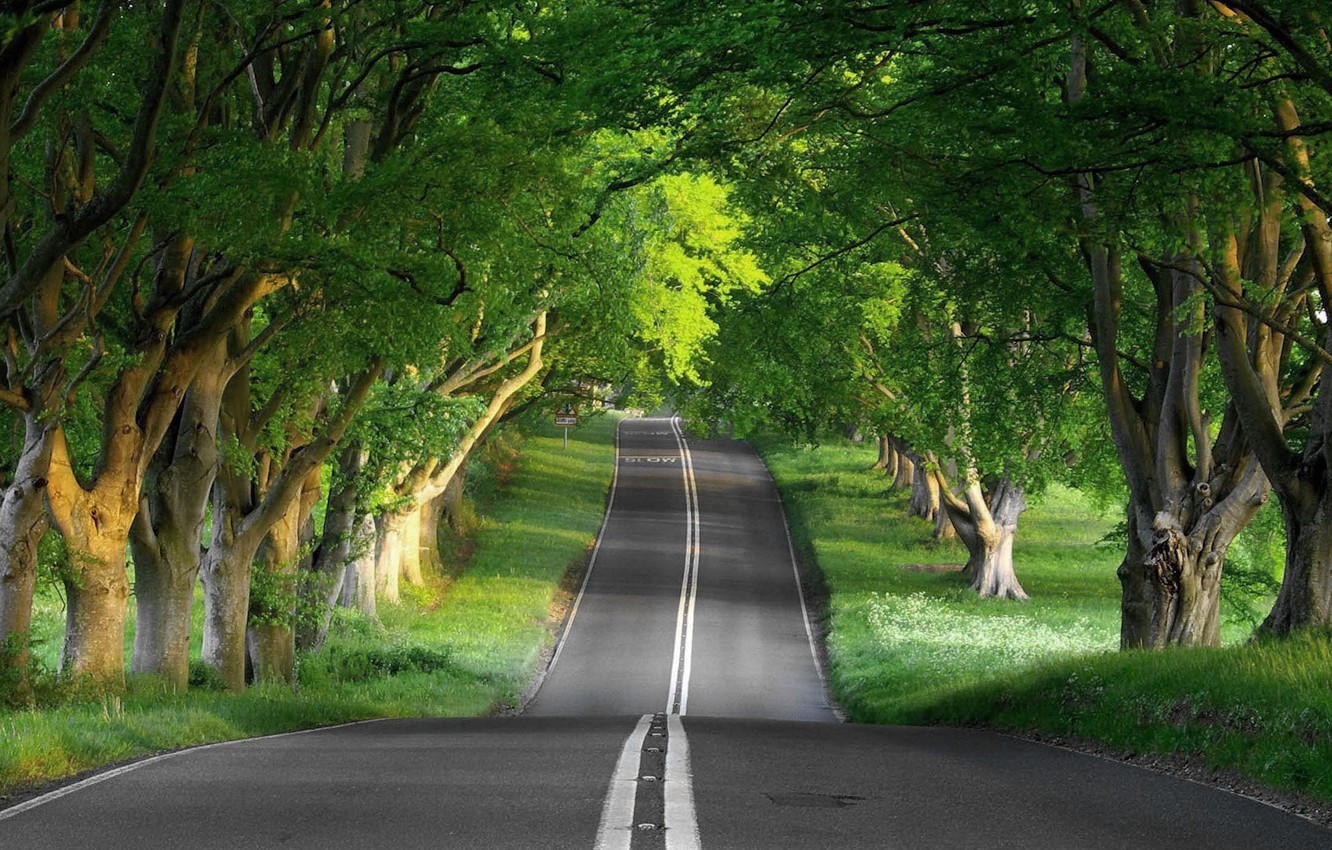 Wallpaper Nature, road, roads, tree image for desktop, section природа