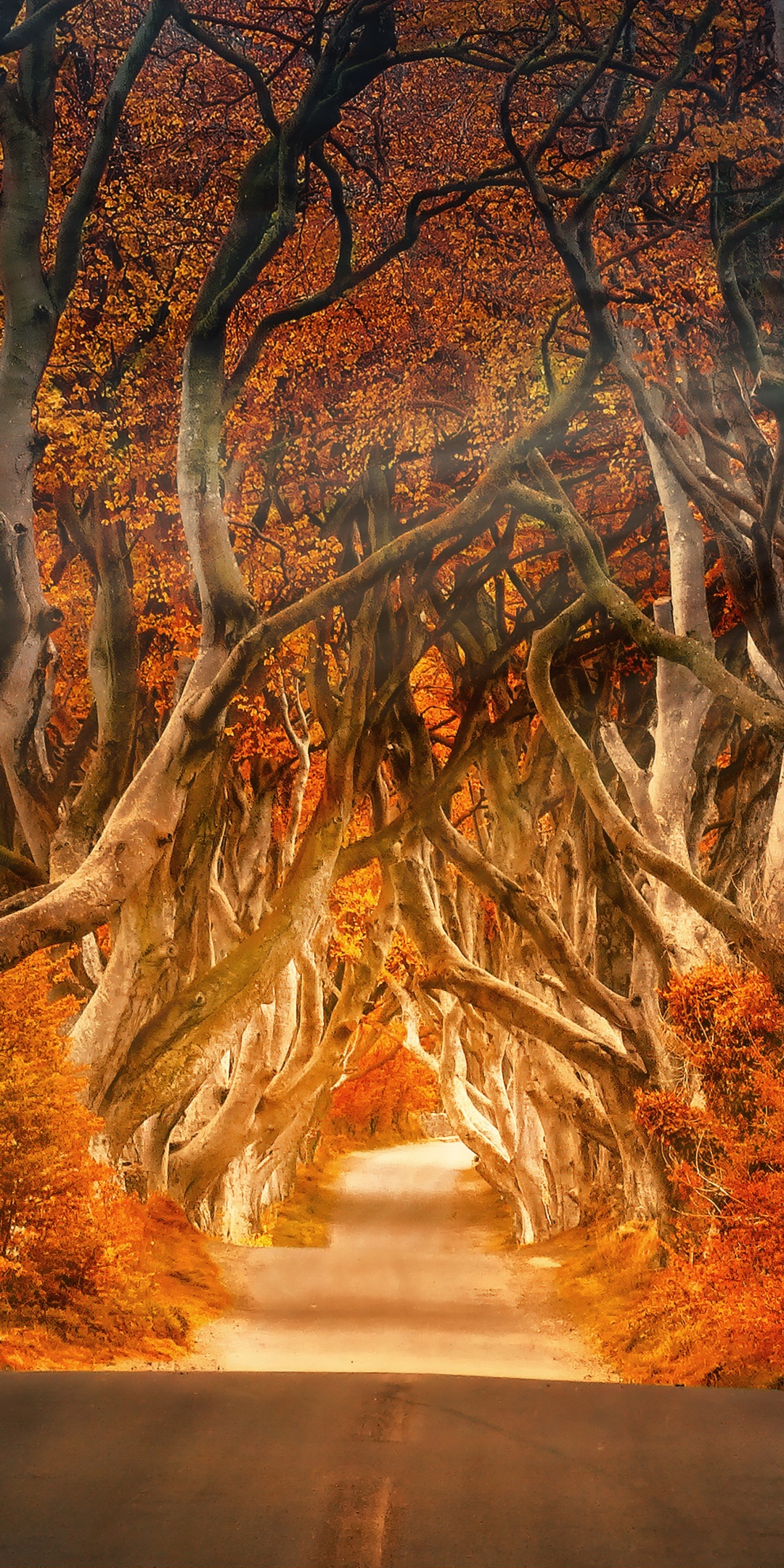 Forest Wallpaper 4K, Road, Daylight, Aesthetic, Autumn, Fall, Sunrays, Nature