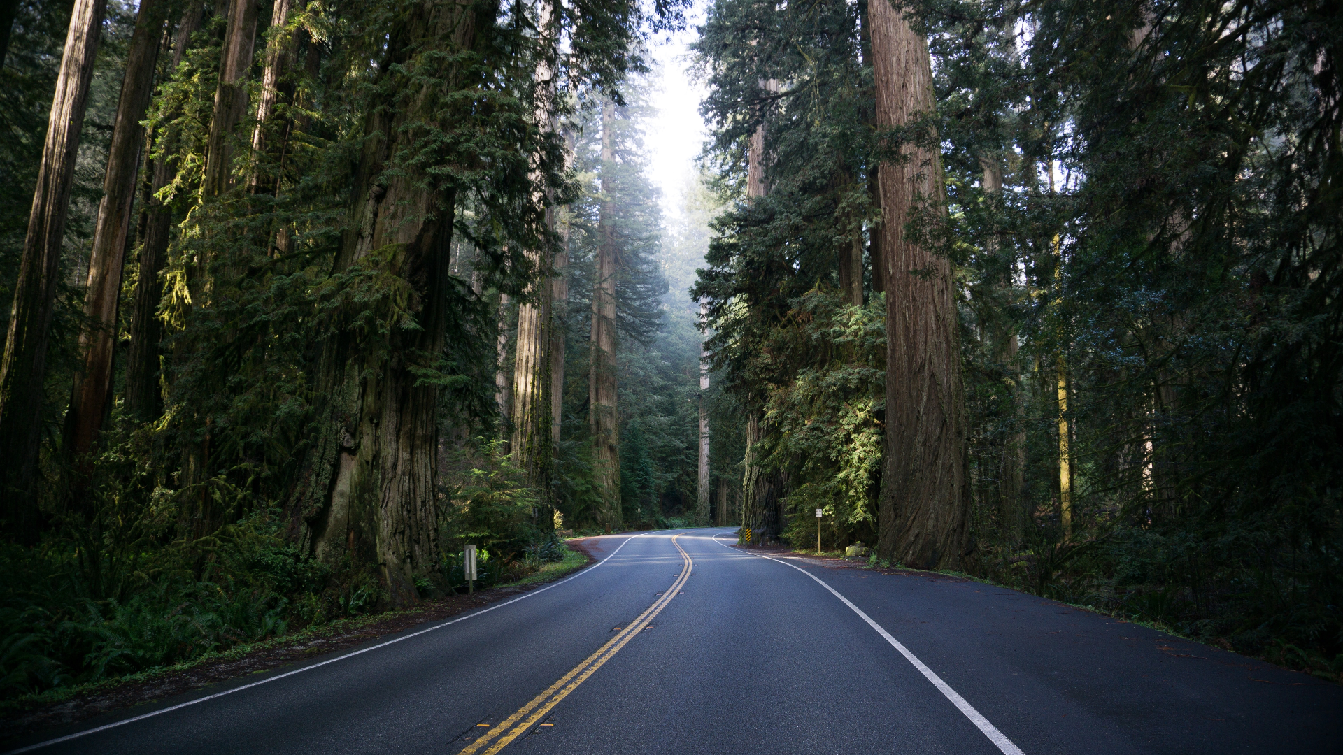 Wallpaper, nature, trees, forest, redwood, road, mist, grass, plants, USA, California 1920x1080