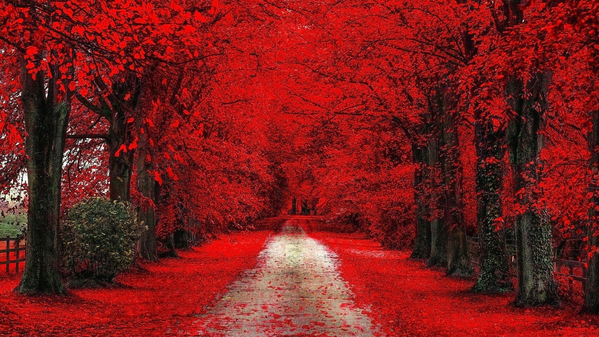 Wallpaper Red Trees, Red Cherry Blossom, Path, Dirt Road • Wallpaper For You HD Wallpaper For Desktop & Mobile