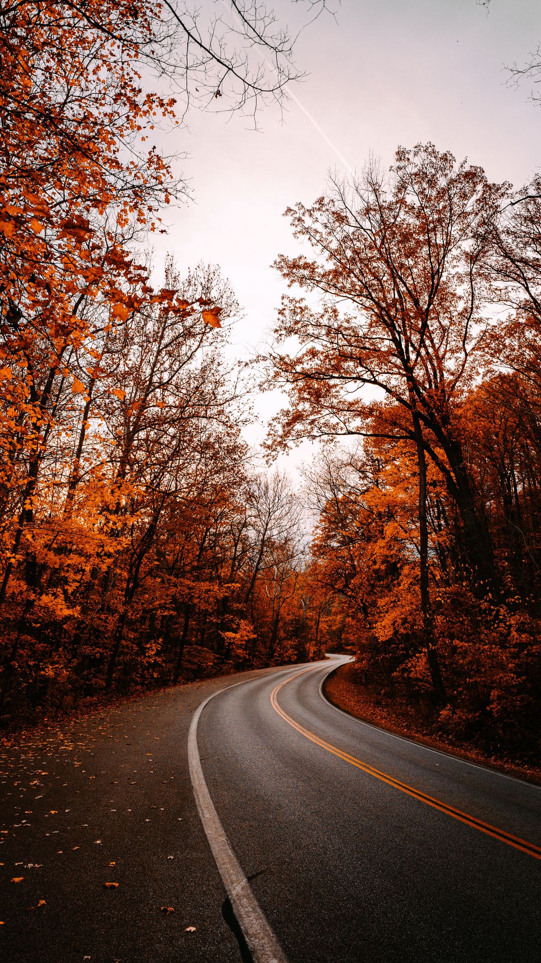 Autumn, Fallen Leaves, Road, Trees Wallpaper
