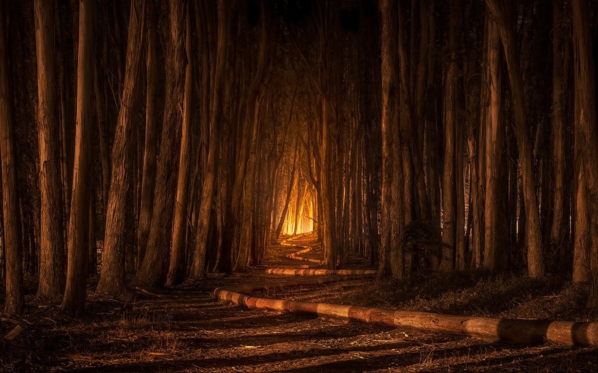 Wallpaper, sunlight, trees, landscape, forest, night, nature, shadow, spooky, wood, texture, California, path, Formation, light, tree, autumn, darkness, screenshot, habitat, natural environment, computer wallpaper 1230x768