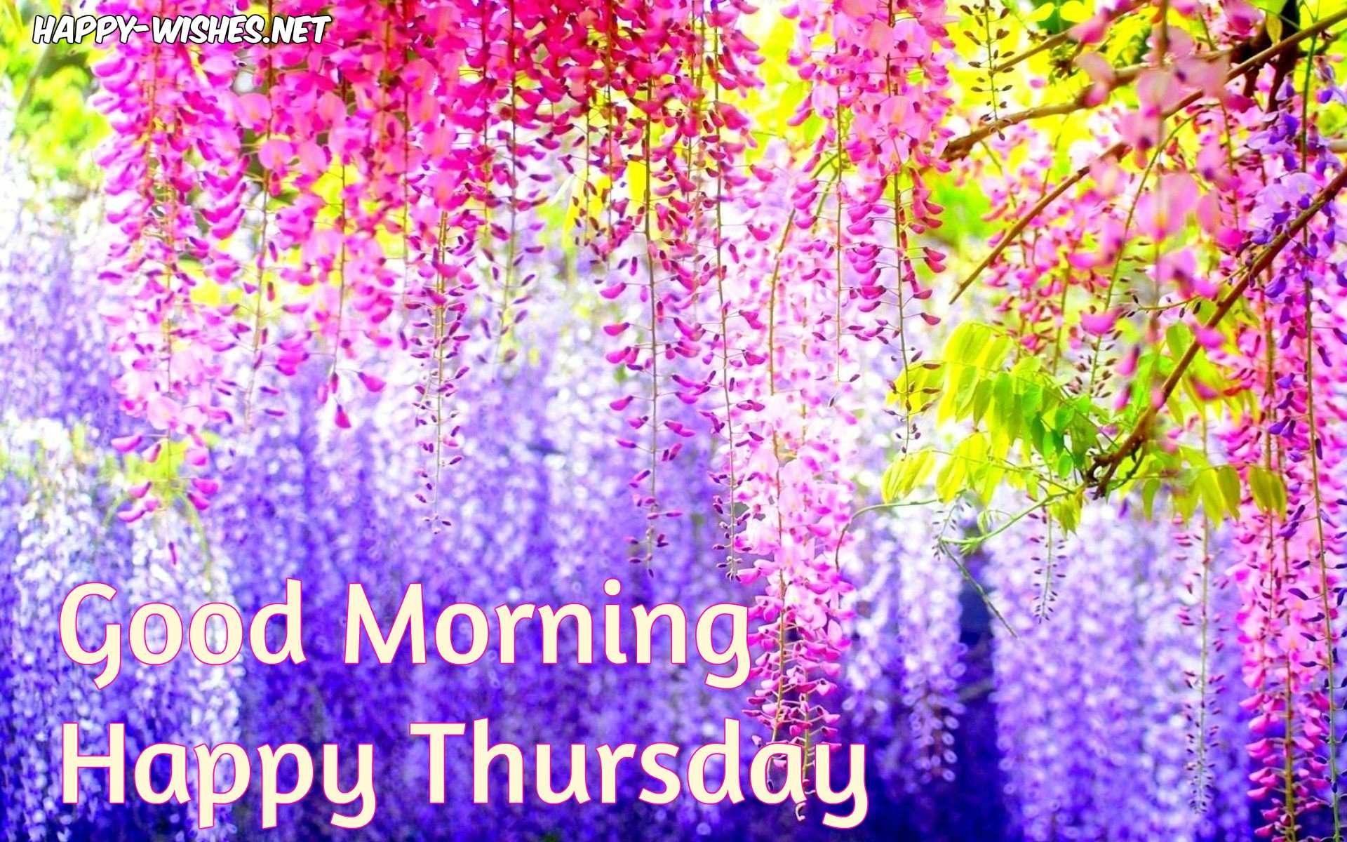 Good Morning Wishes On Thursday Morning Thursday Wishes