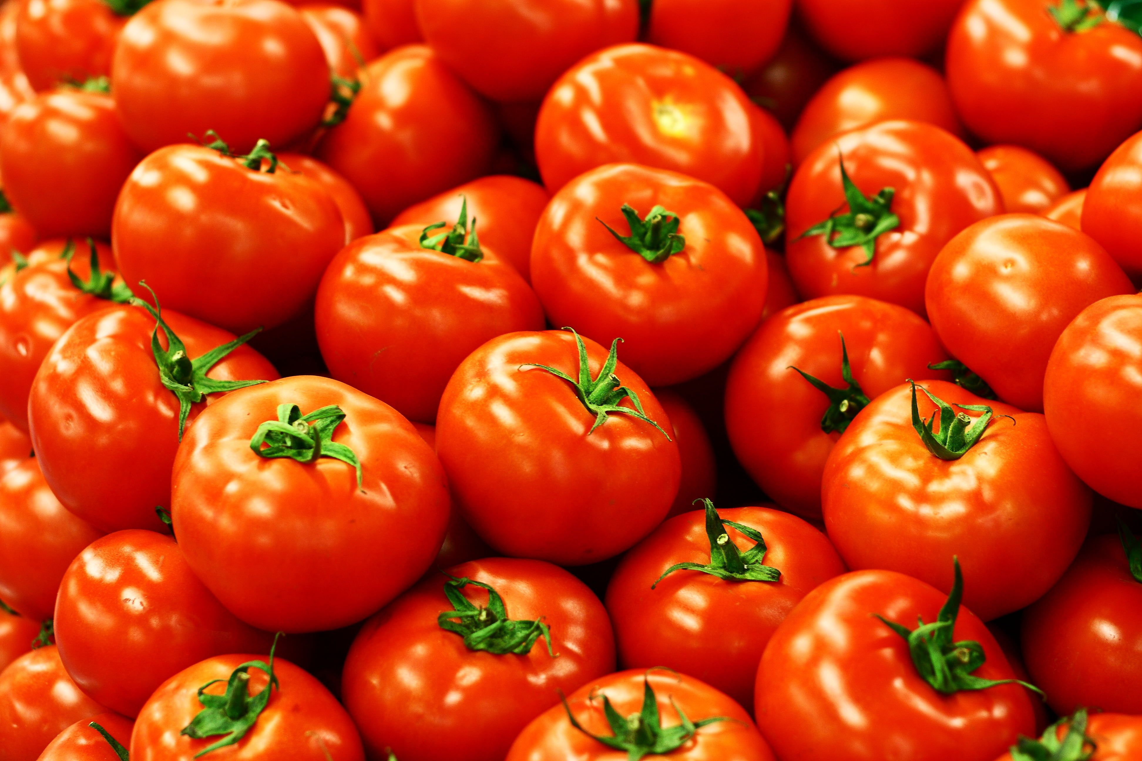 tomato lot, tomatoes, tomatoes #tomato #lot #vegetable #food #freshness #red #organic K #wallpaper #hdwallpaper #desktop. Tomato, Vegetables, Tomato vegetable
