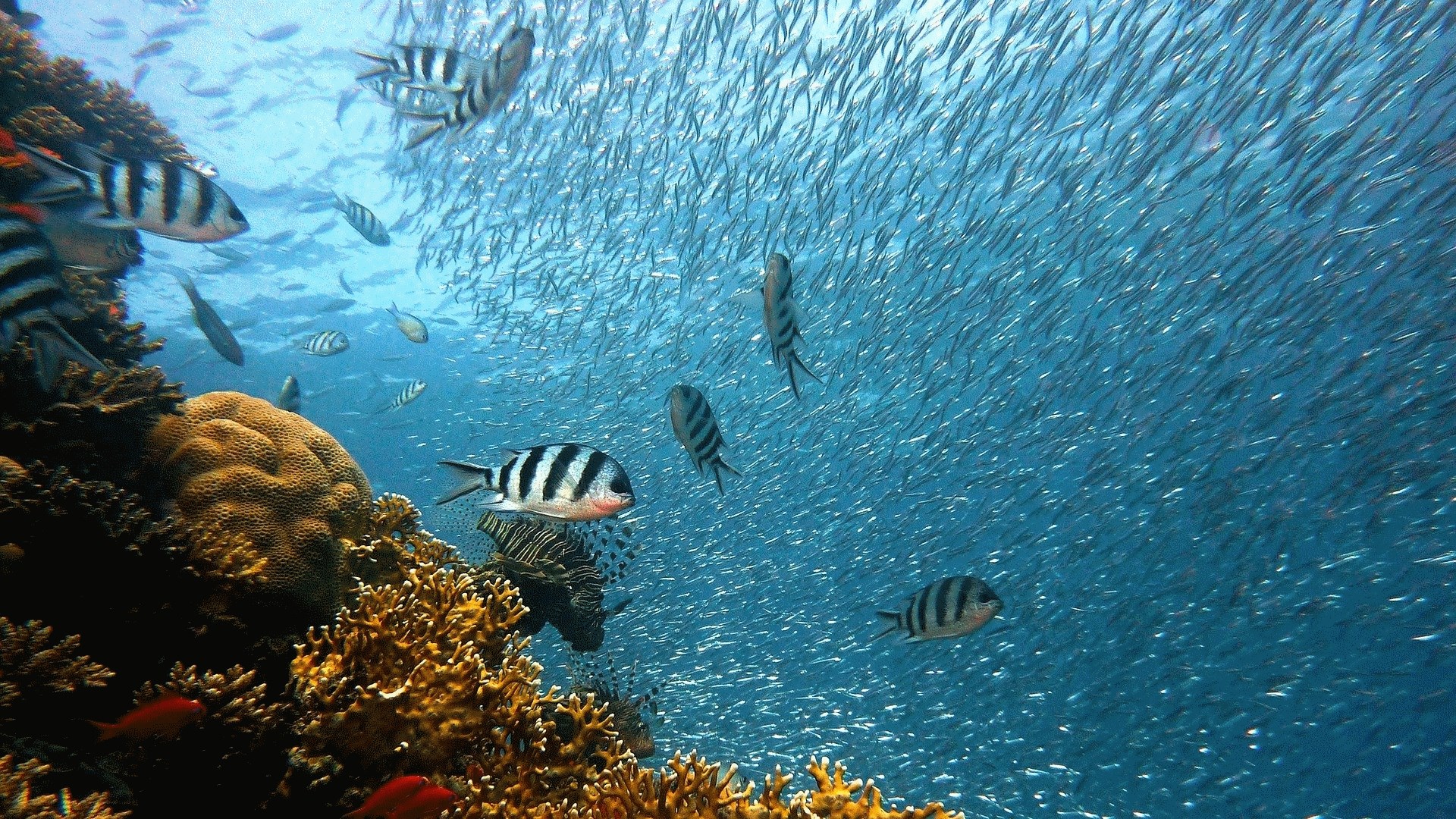 Buy Underwater Wallpaper