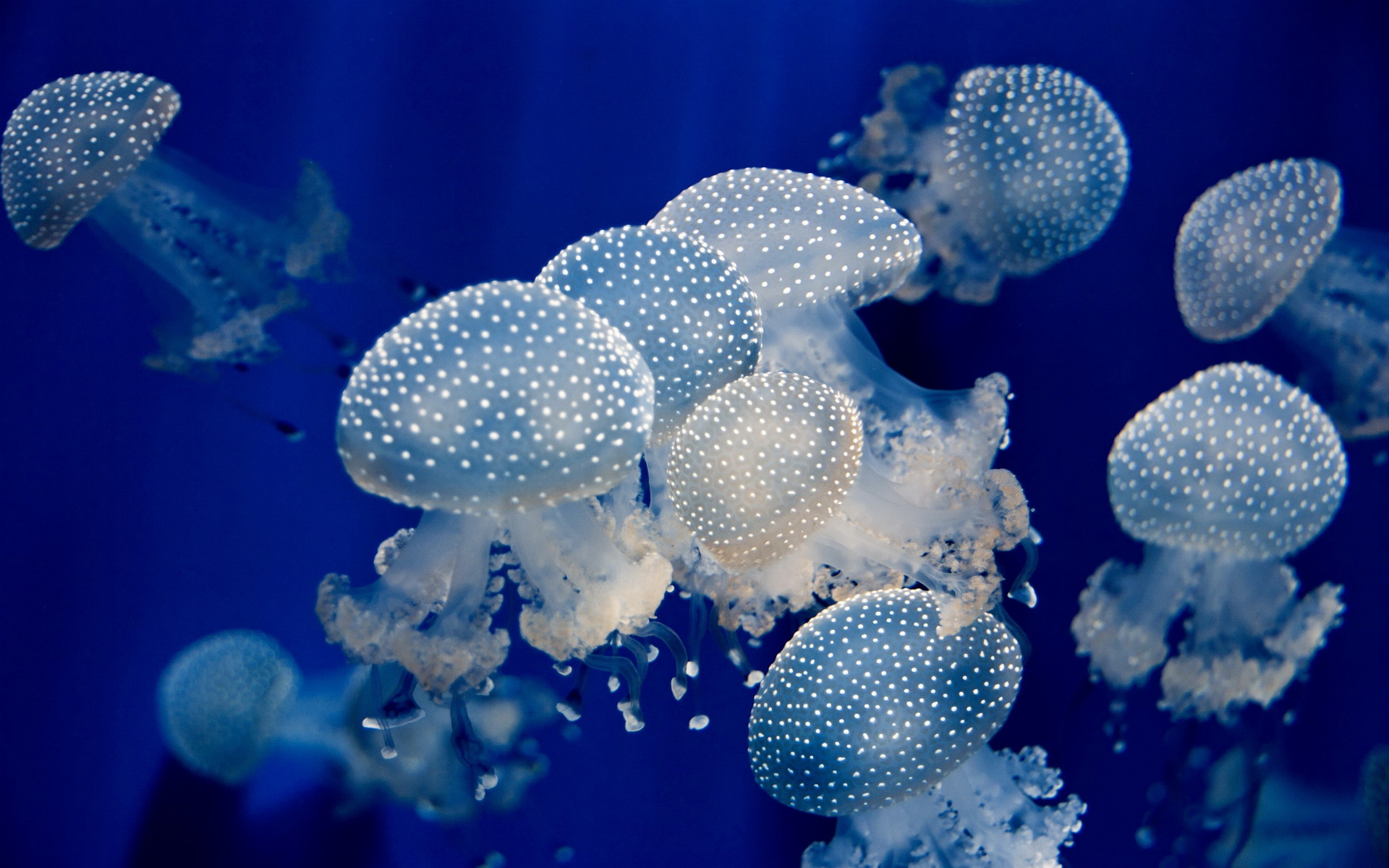 Download Wallpaper, Download 1920x1200 px jellyfish ocean sea underwater Wallpaper –Free Wallpaper Download