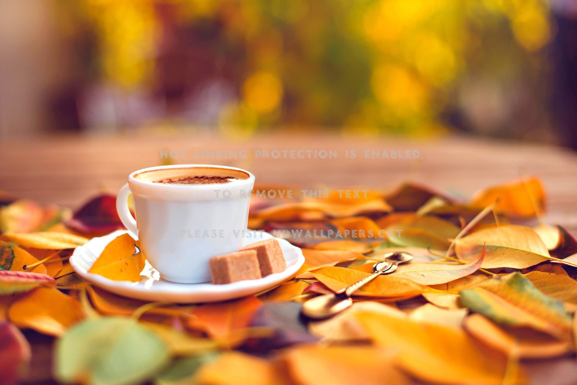 autumn coffee cup leaves splendor fall