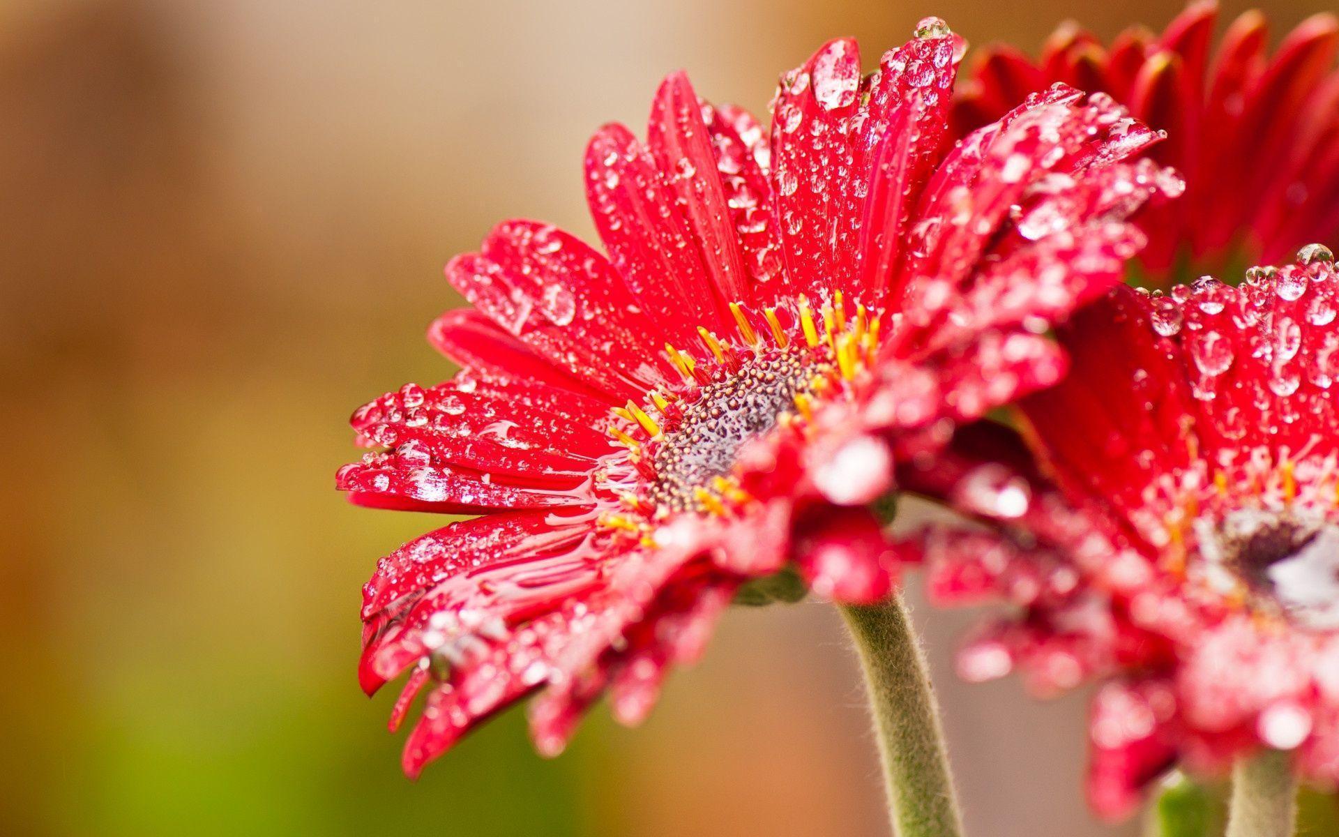image For > Red Daisy Flower