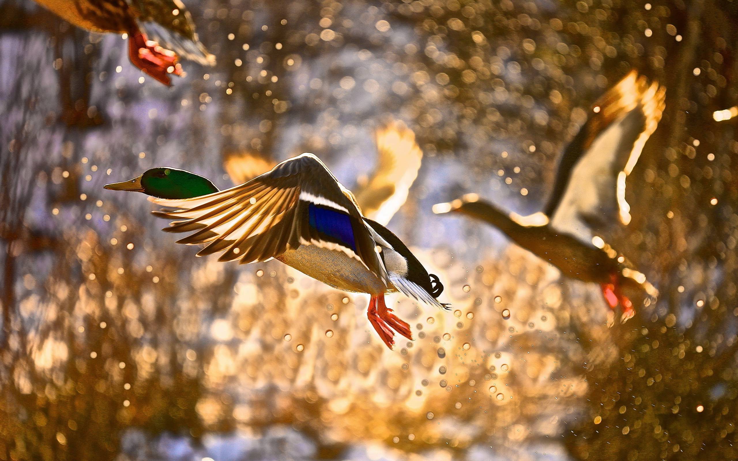 Mallard Duck Wallpaper W Background Mallard Duck Pictures Background Image  And Wallpaper for Free Download