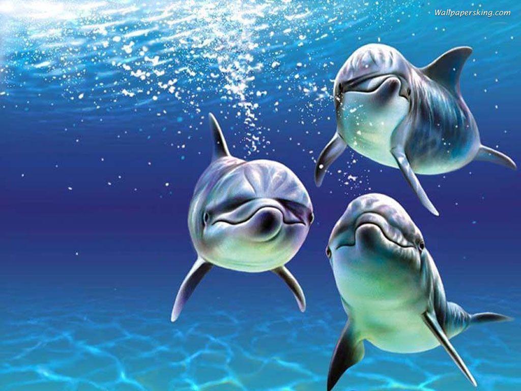 Download Marine Life Wallpaper 1024x768