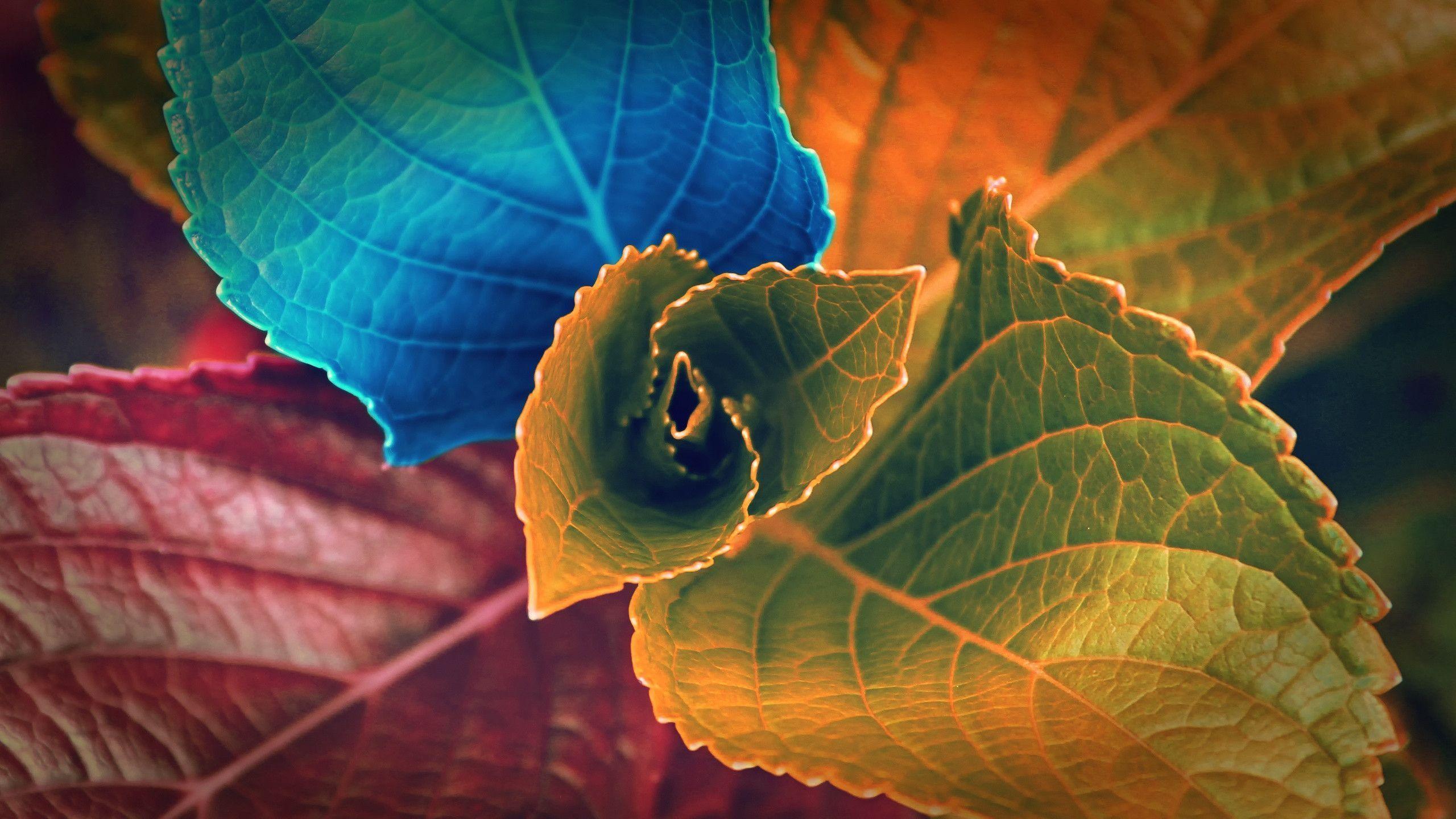Colors Of Leaves HD Wallpaper