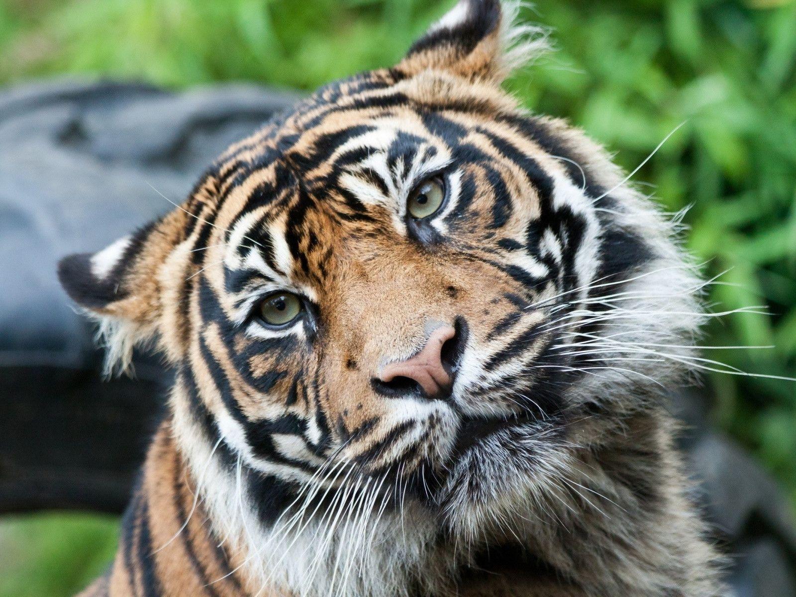 1600x1200 Tiger Face Wallpapers