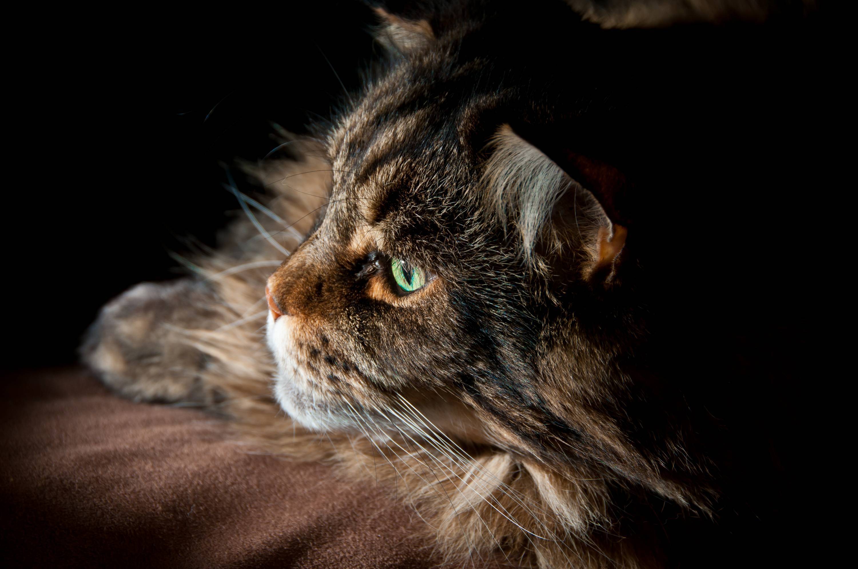 Maine Coon Wallpapers - Wallpaper Cave