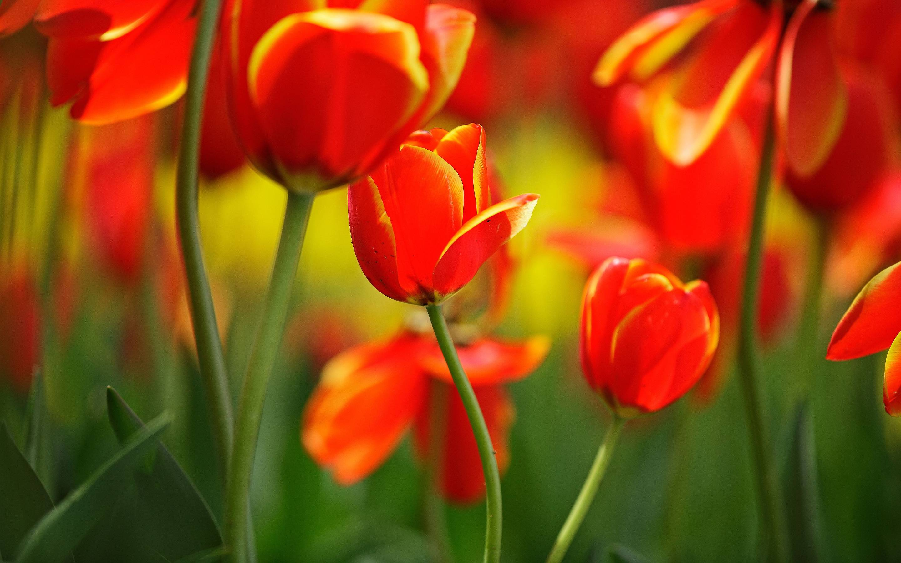 Red tulip buds Wallpaper