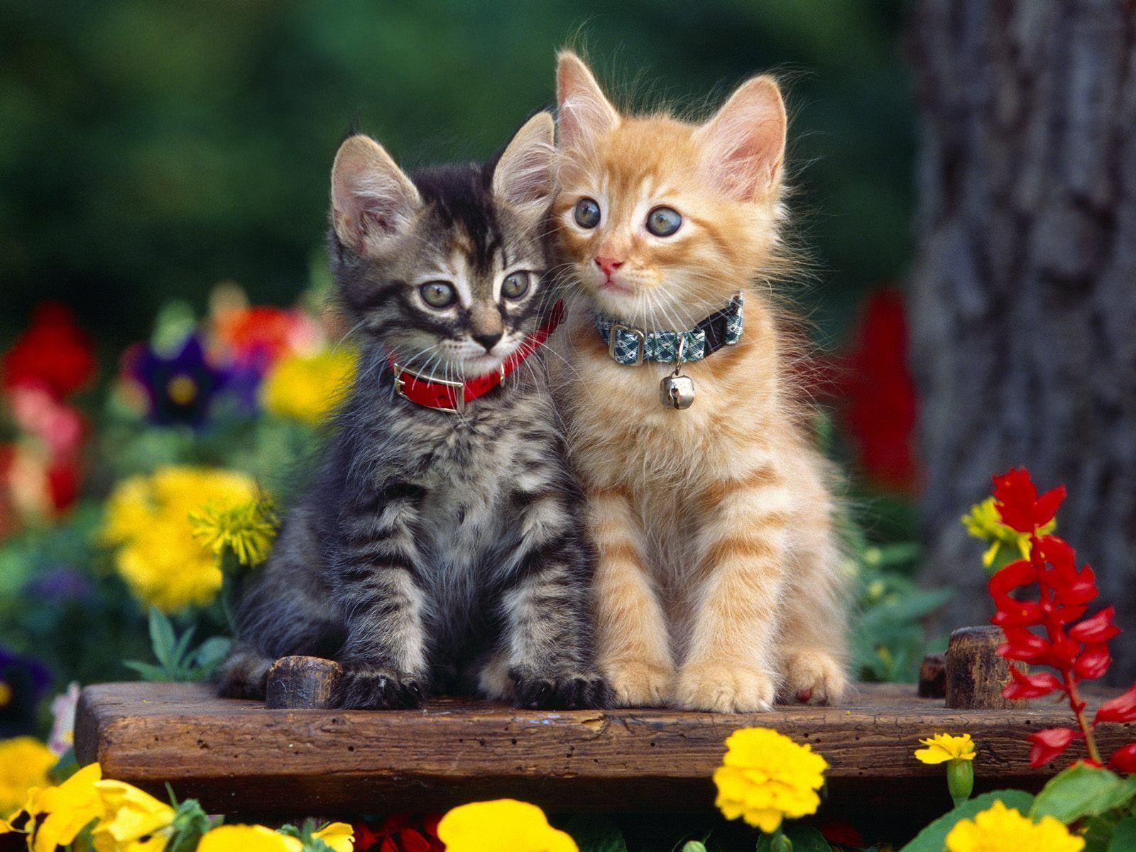 Free wallpaper Cute kittens in garden with flowers