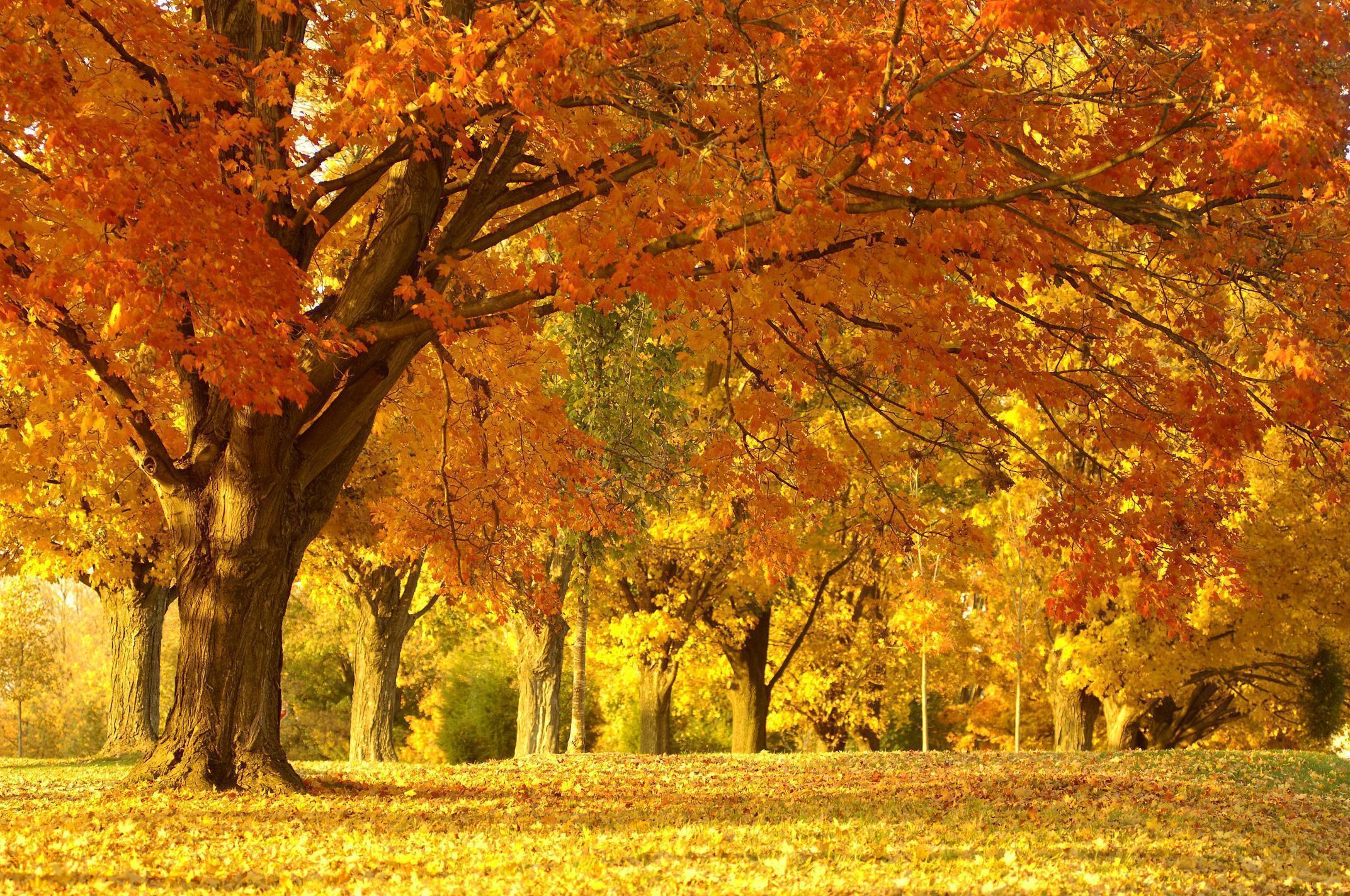 Amazing Autumn HD Background 3015 4288x2848px