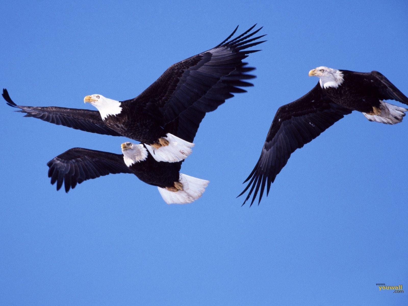 image For > Image Of Flying Eagles
