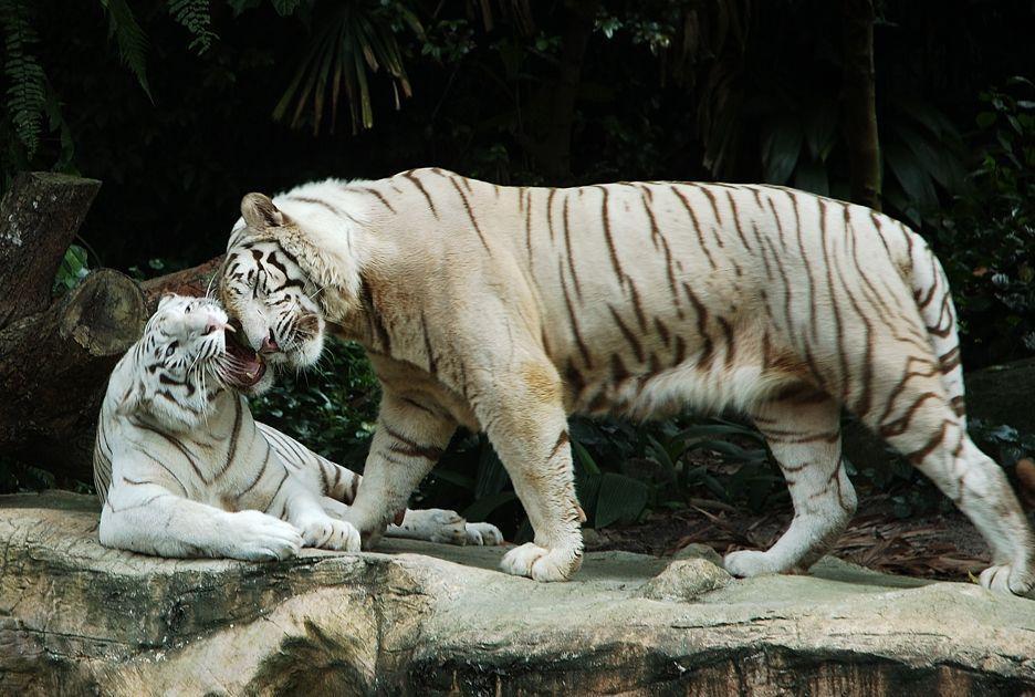 The Bengal White Tiger