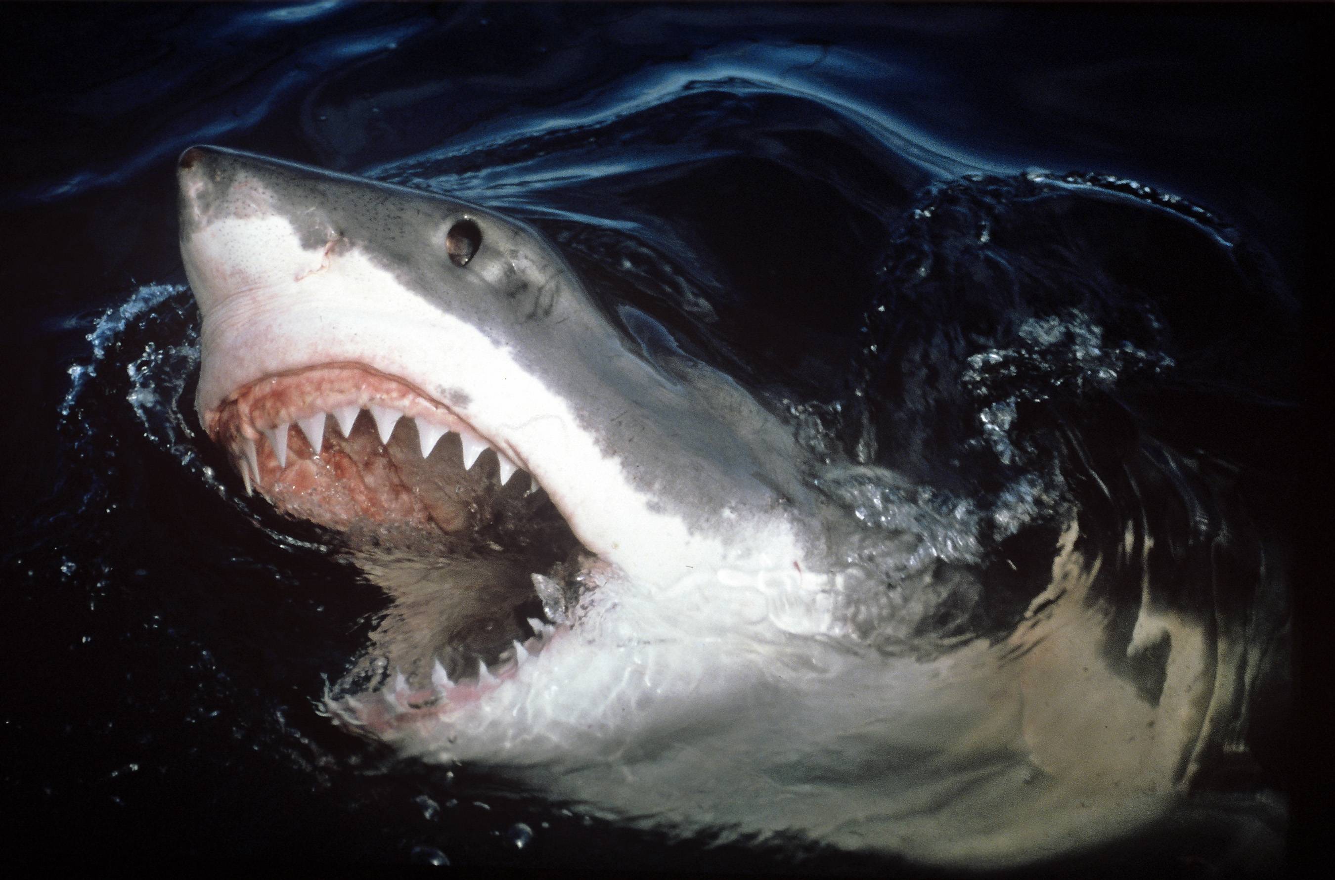 Great White Shark Jaws Wallpaper