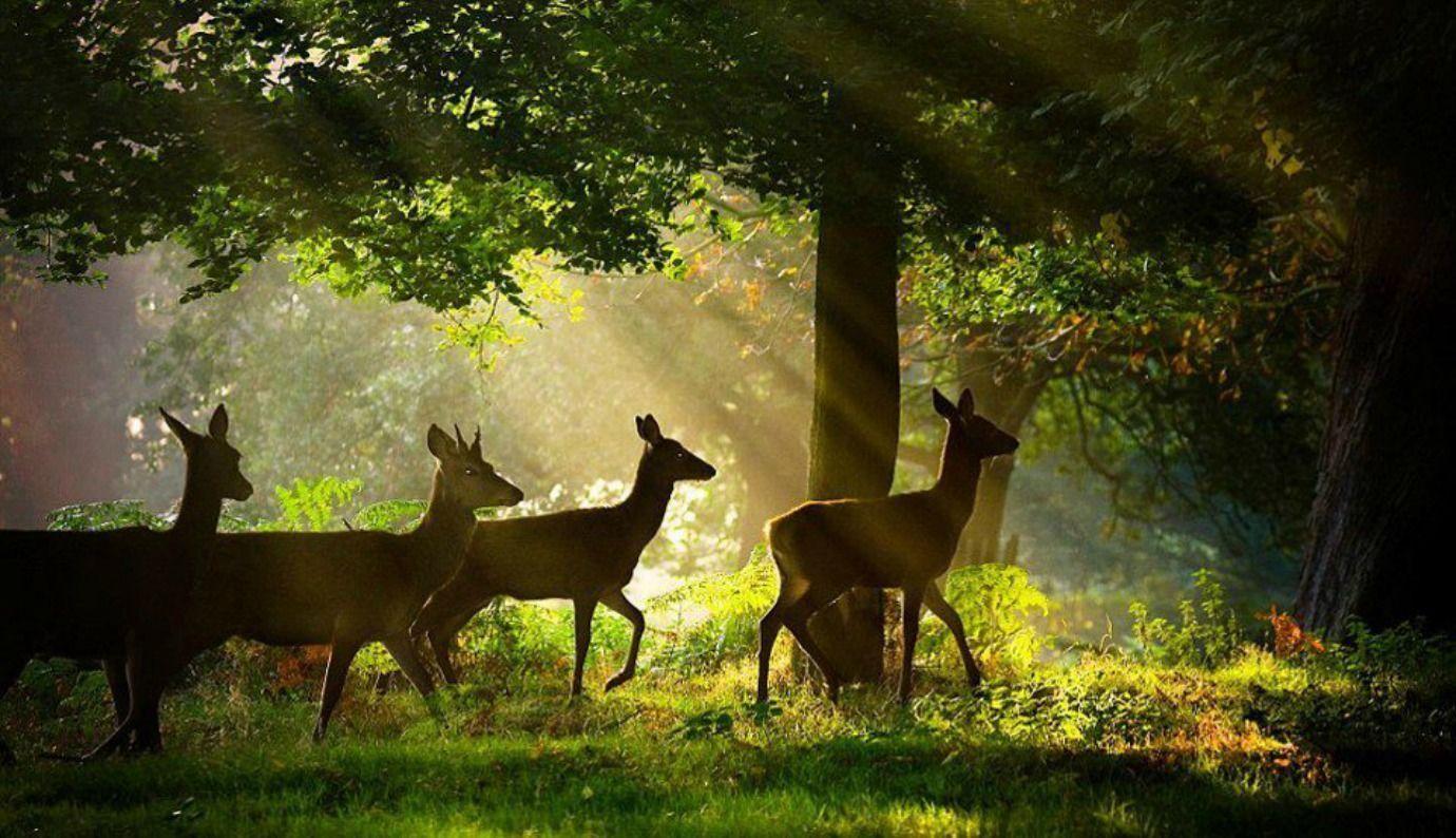 Most Beatiful Beautiful DEER Wallpaper In HD