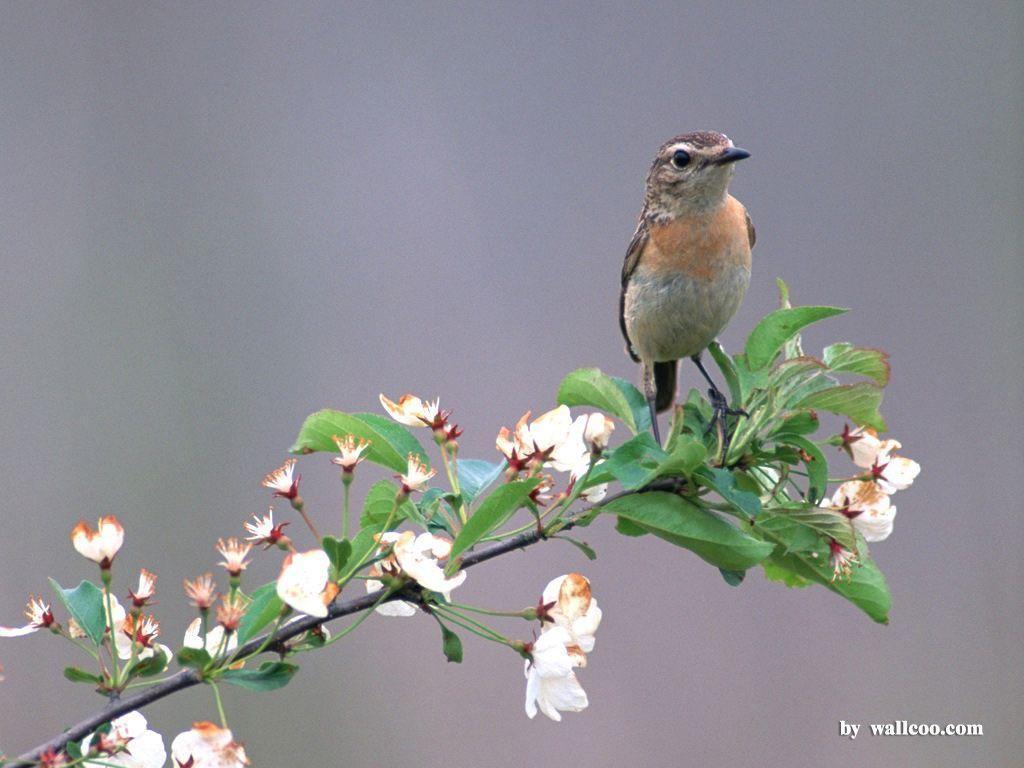 Lovely Birds Wallpaper Bird in Spring (Vol.1) 1024x768 NO