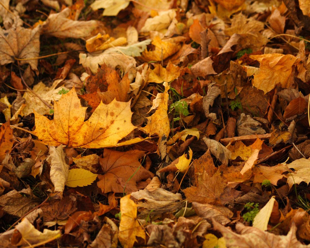 Downloads Autumn Background Autumnleaves Wallpaper Mshannon