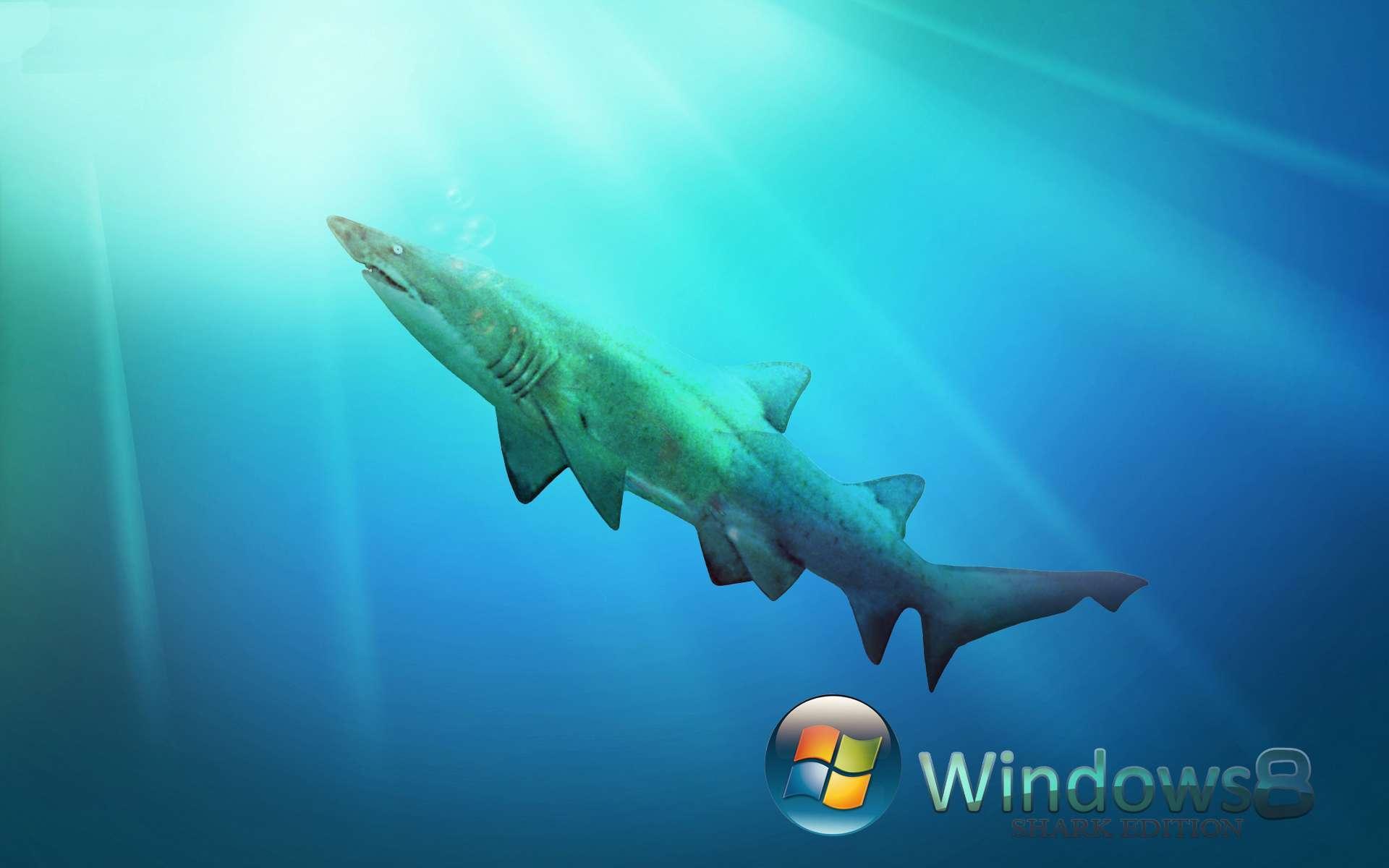 Shark windows 8 wallpaper free desktop background wallpaper