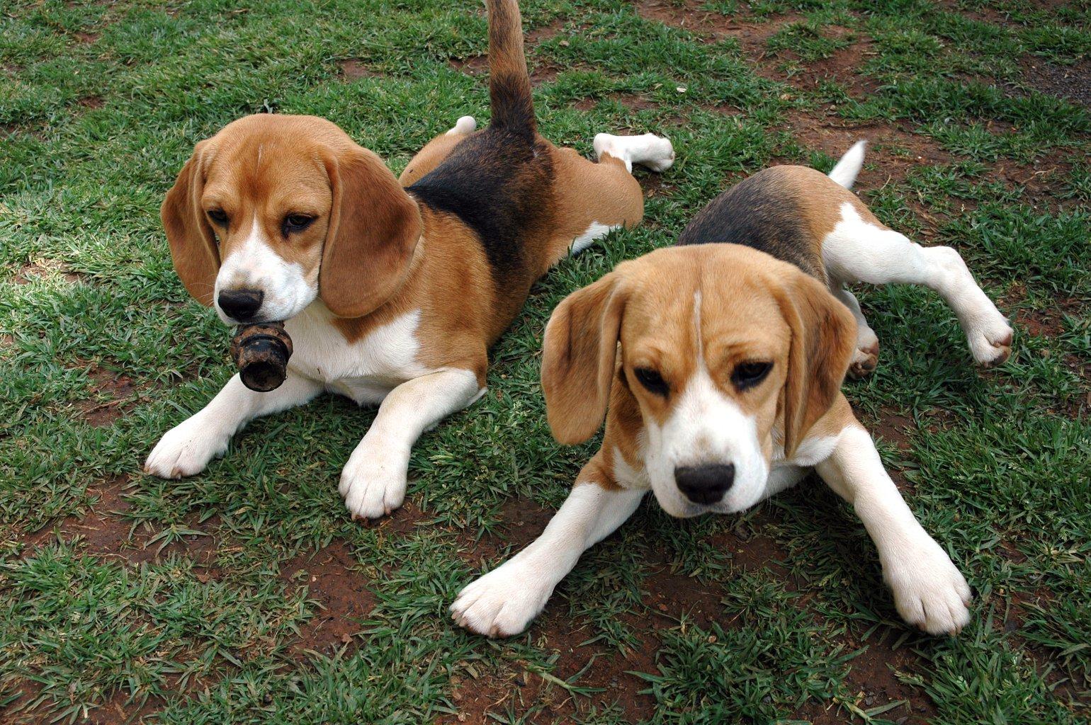 Beagle Puppy Wallpaper Desktop