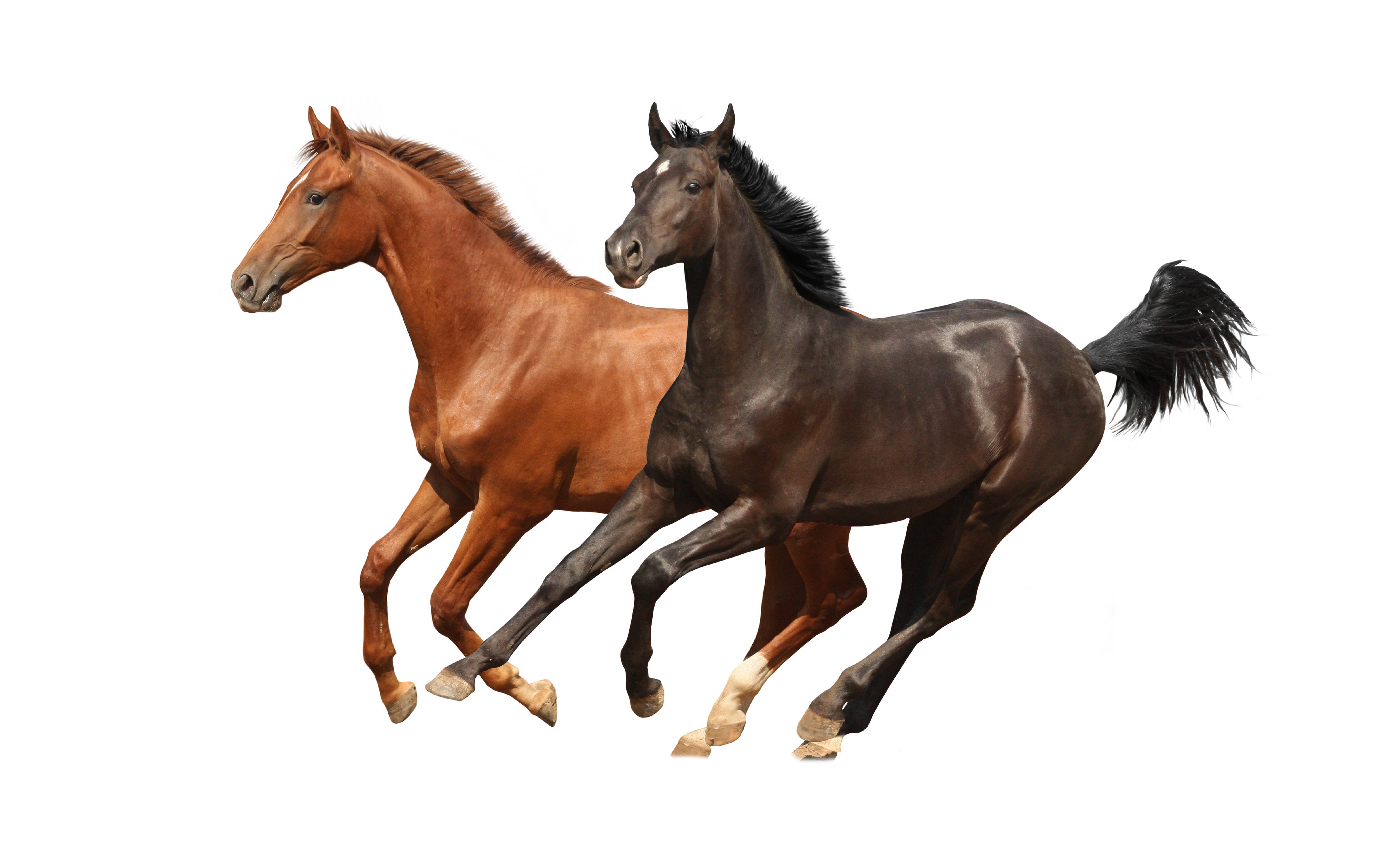 Horse White Backgrounds - Wallpaper Cave
